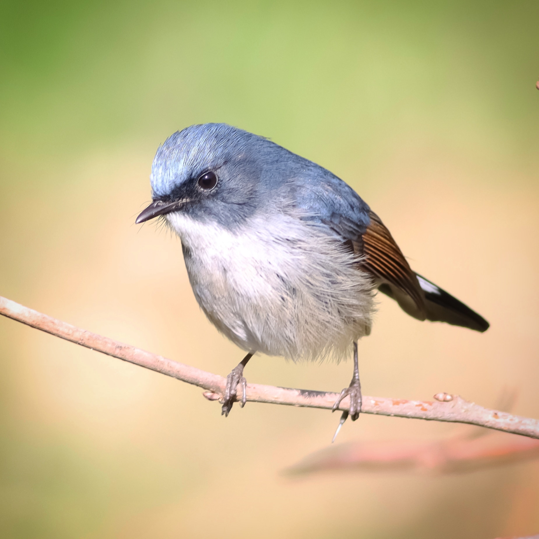 Slaty Blue Flycatcher