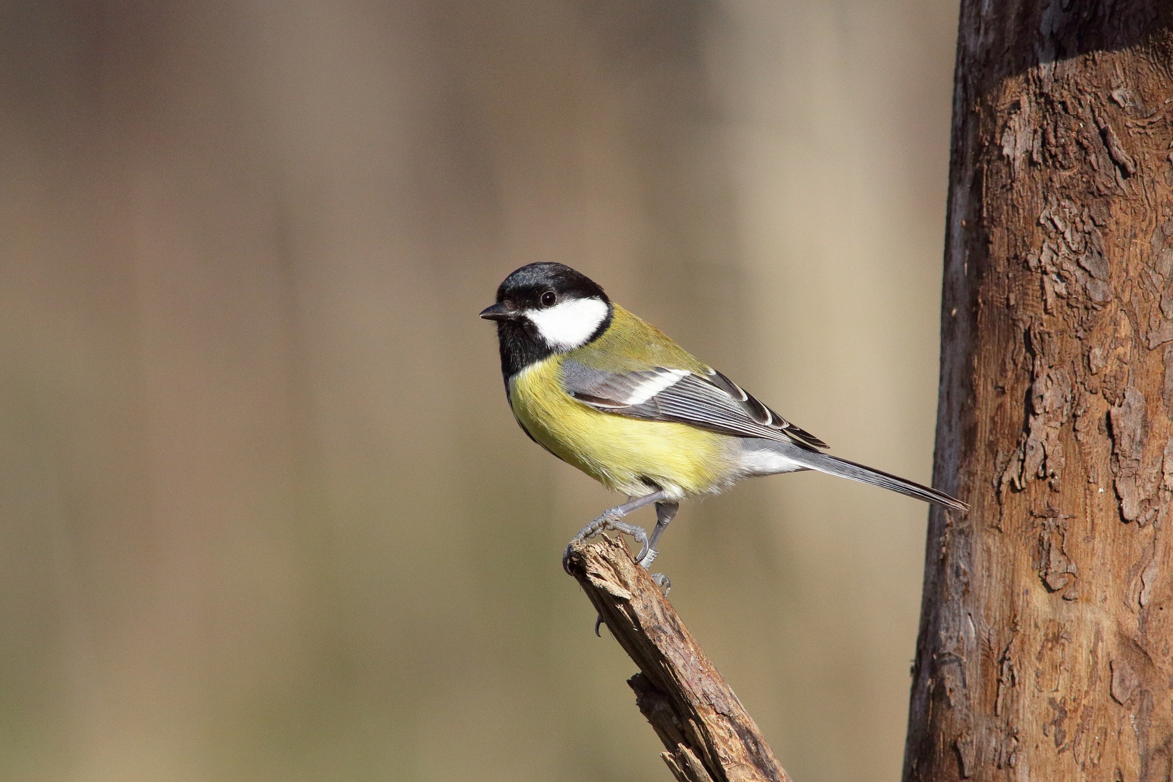 cheery cici Parus major