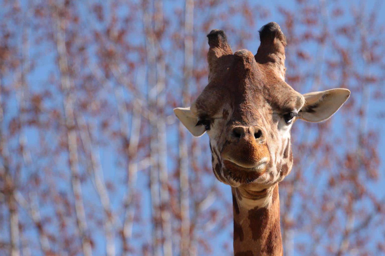 Giraffe