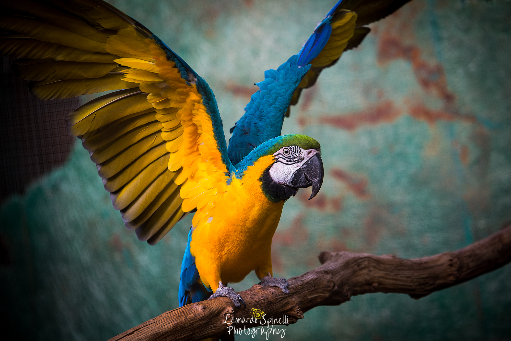 Colors are not lacking.