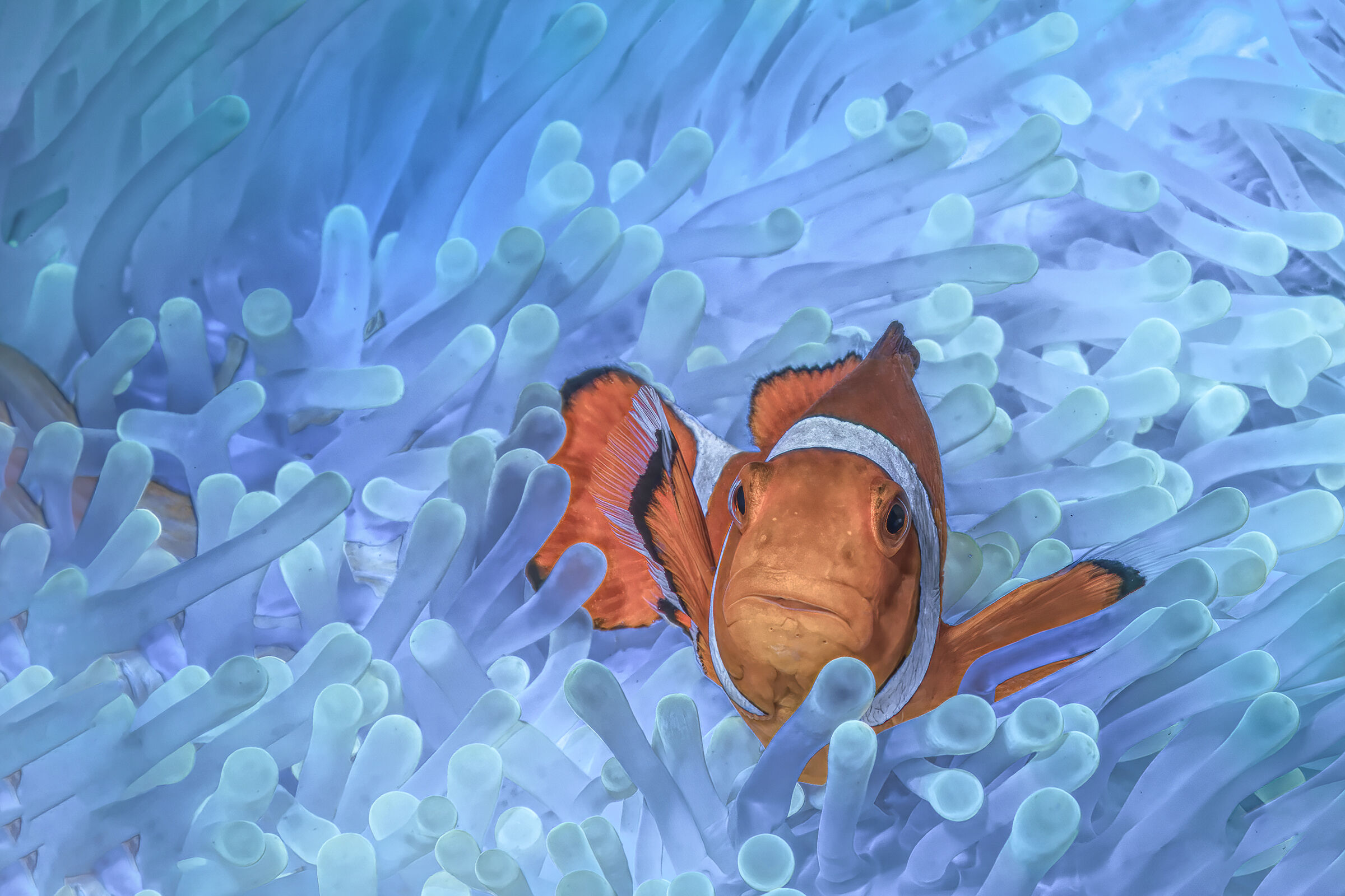 in mezzo alle nuvole  pesce pagliaccio