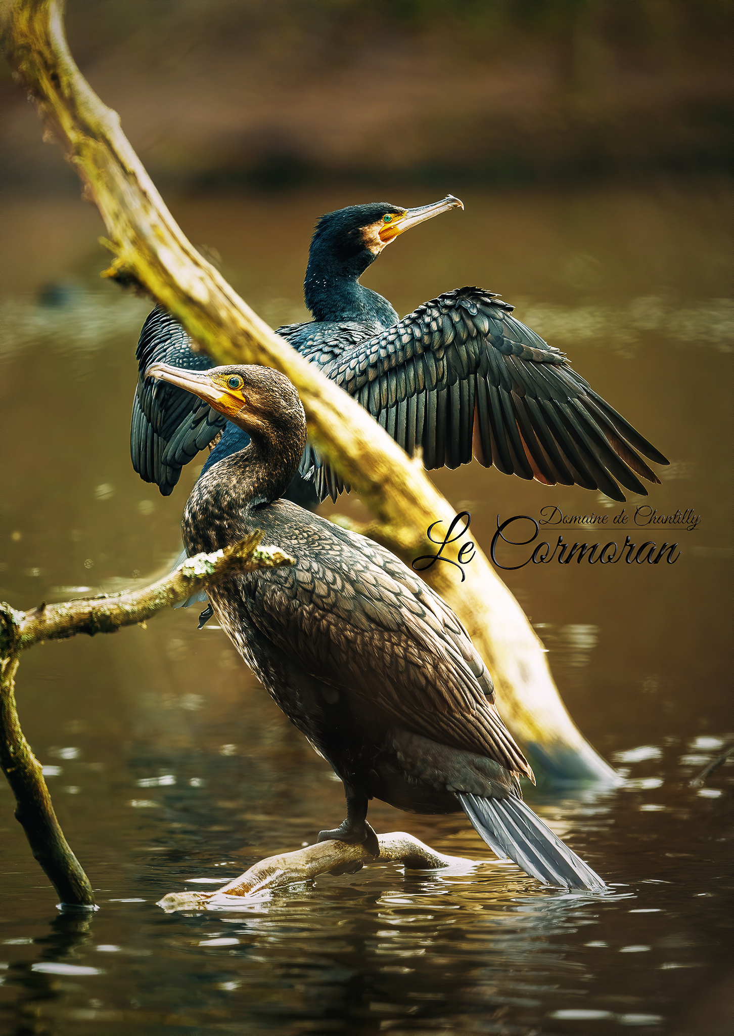 Cormorant