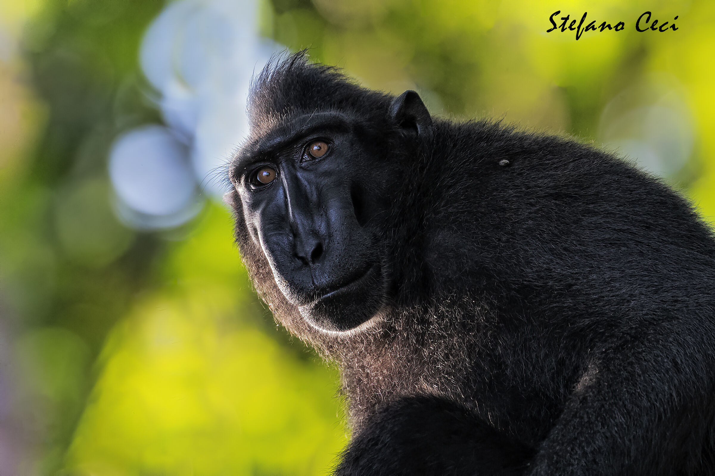 Crested Macaque