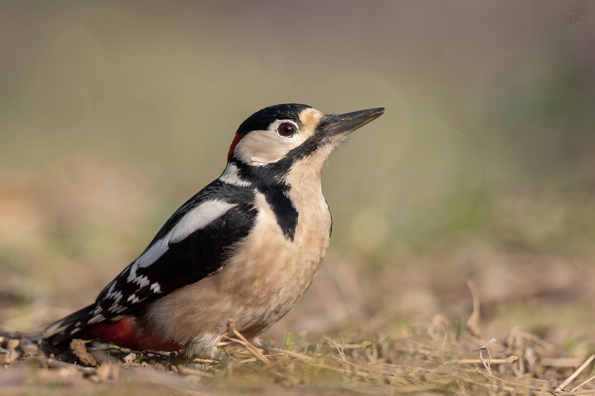 Picchio rosso maggiore