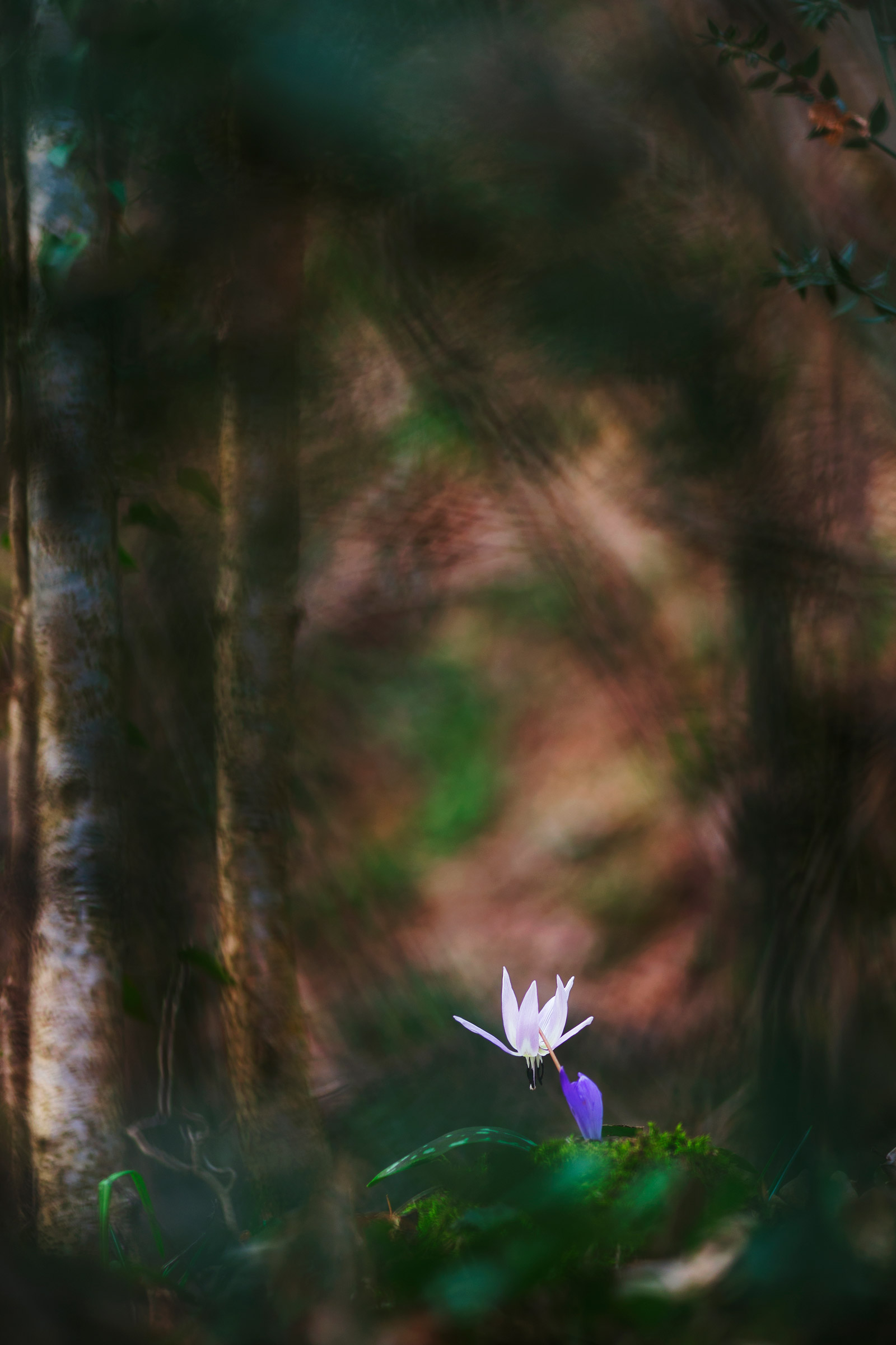 C'è una luce nel bosco...