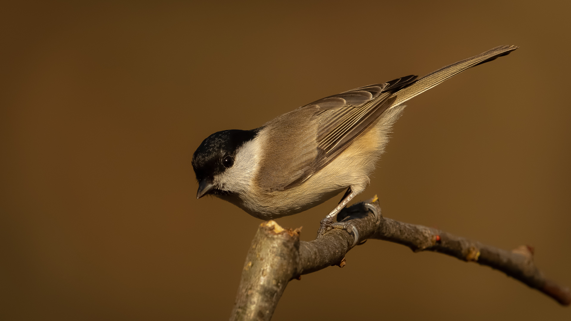 Poecile palustris - Marsh Tit