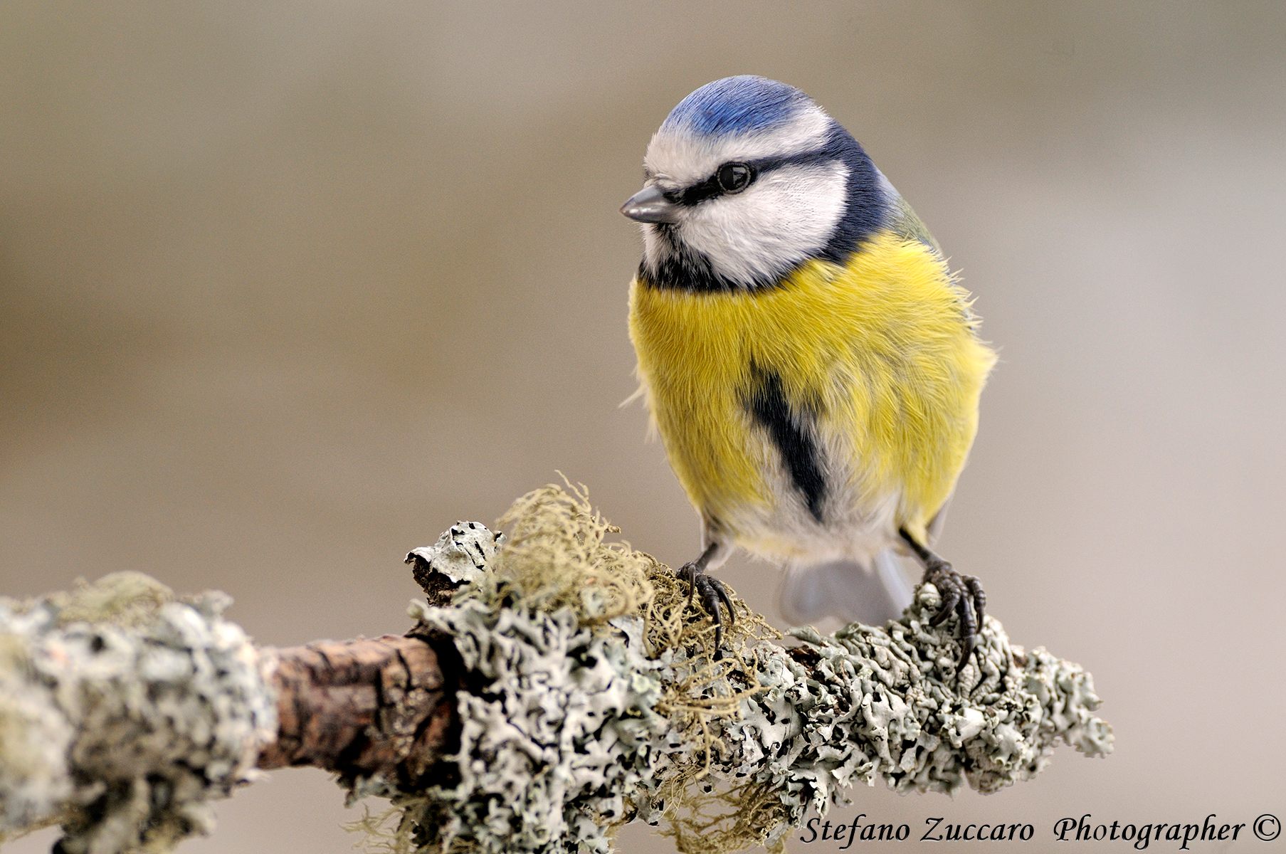 Cinciarella, Parus caeruleus, Blue Tit