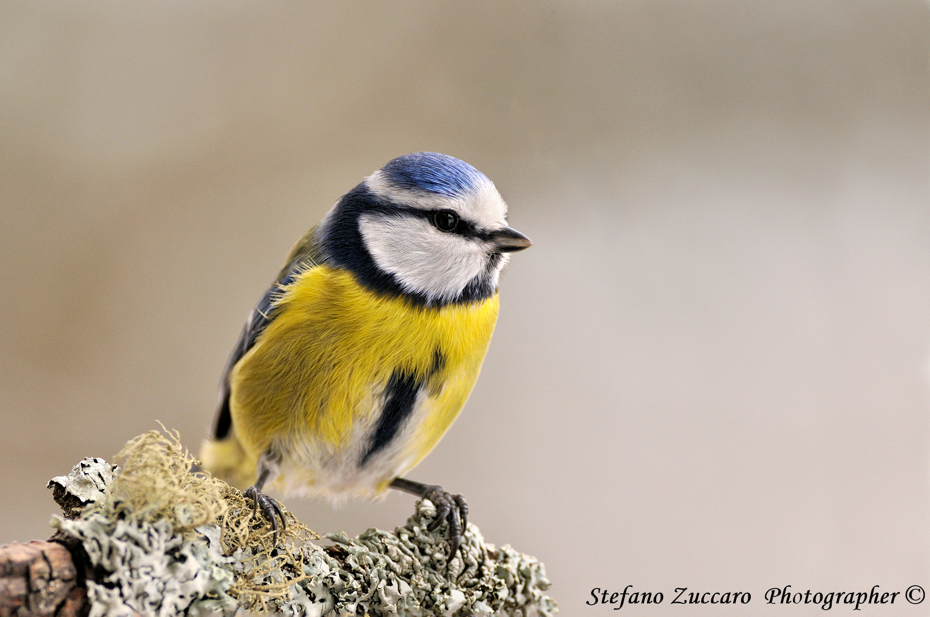 Cinciarella, Parus caeruleus, Blue Tit