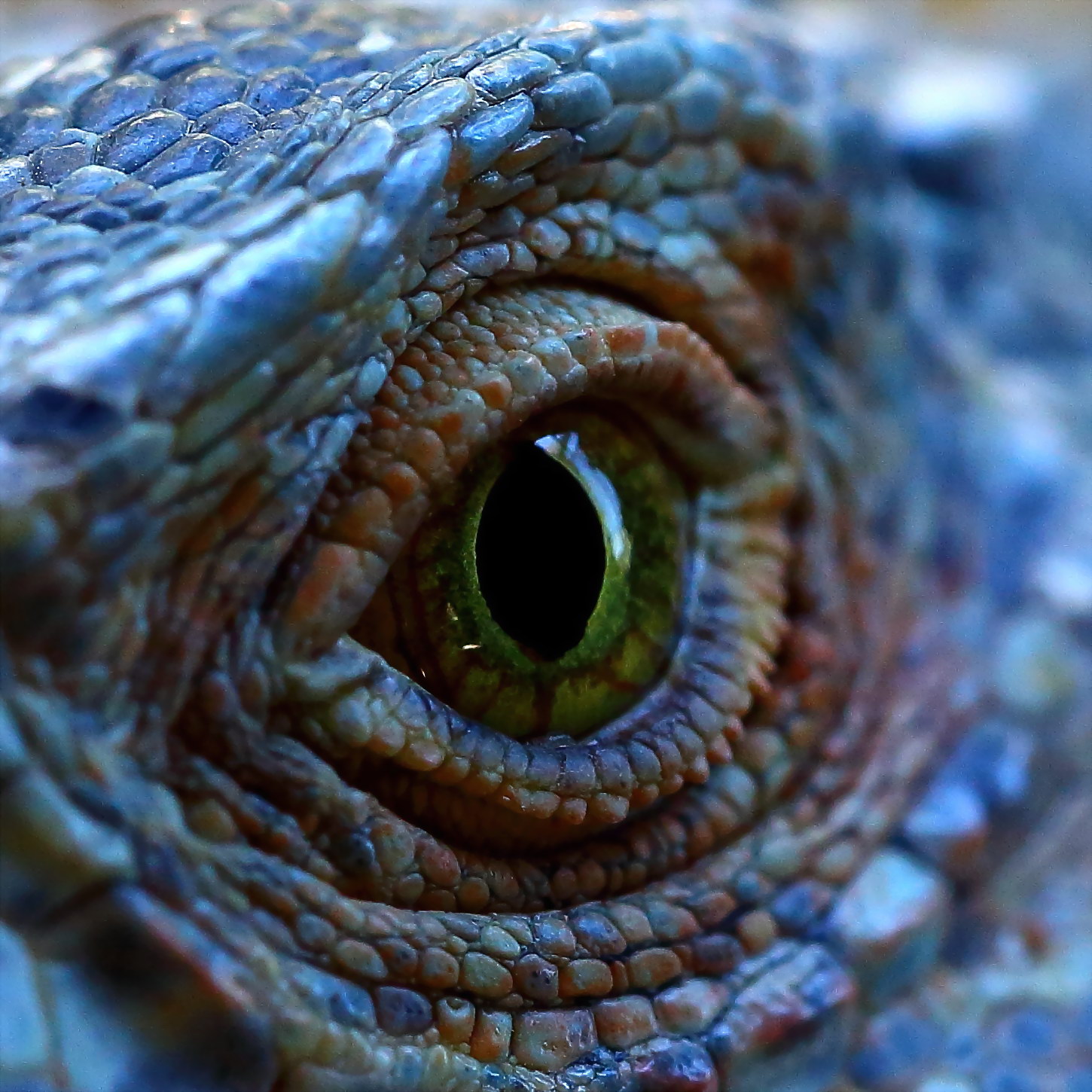 L'occhio del rettile