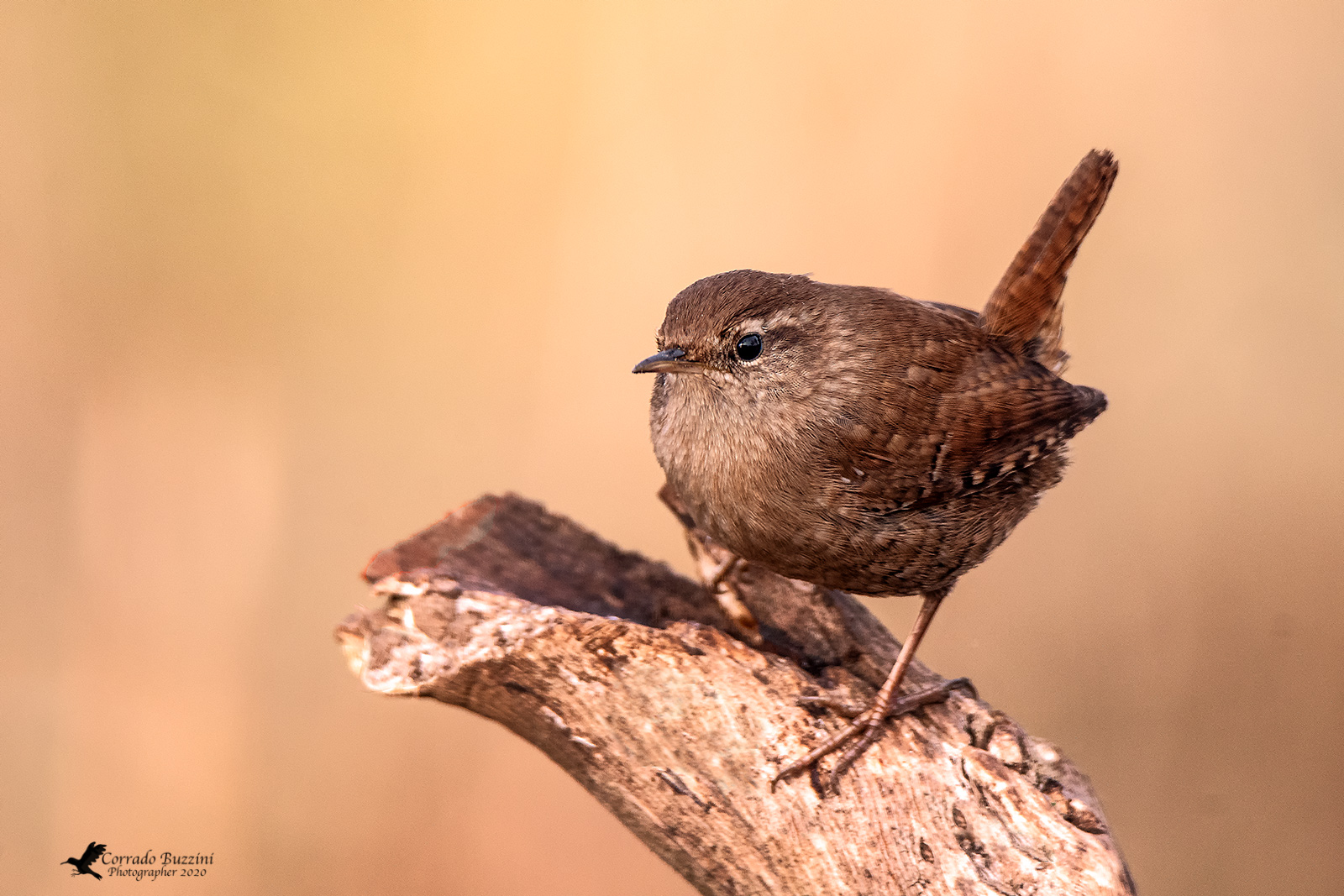 Wren