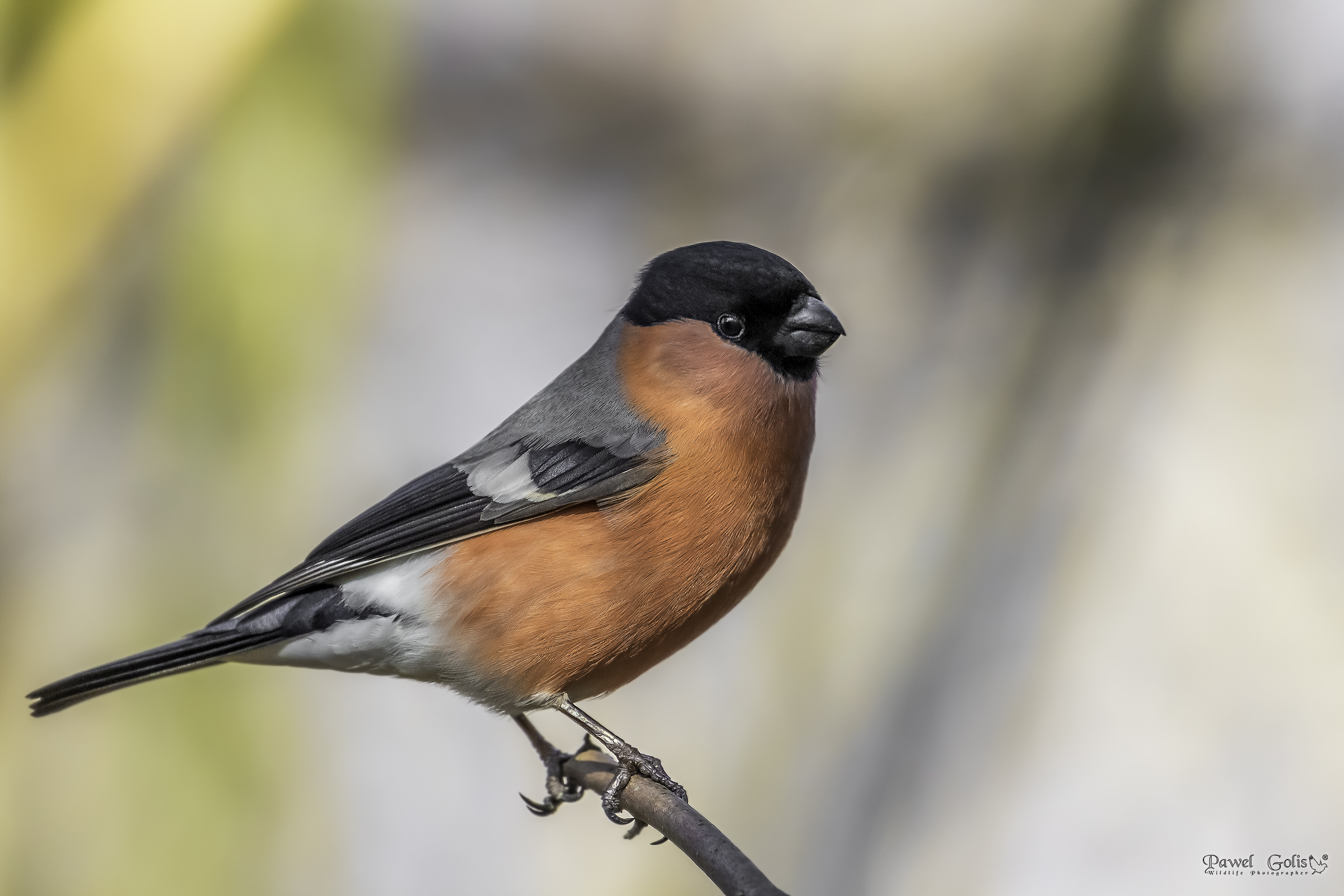 Eurasian bullfinch (Pyrrhula pyrrhula) v2