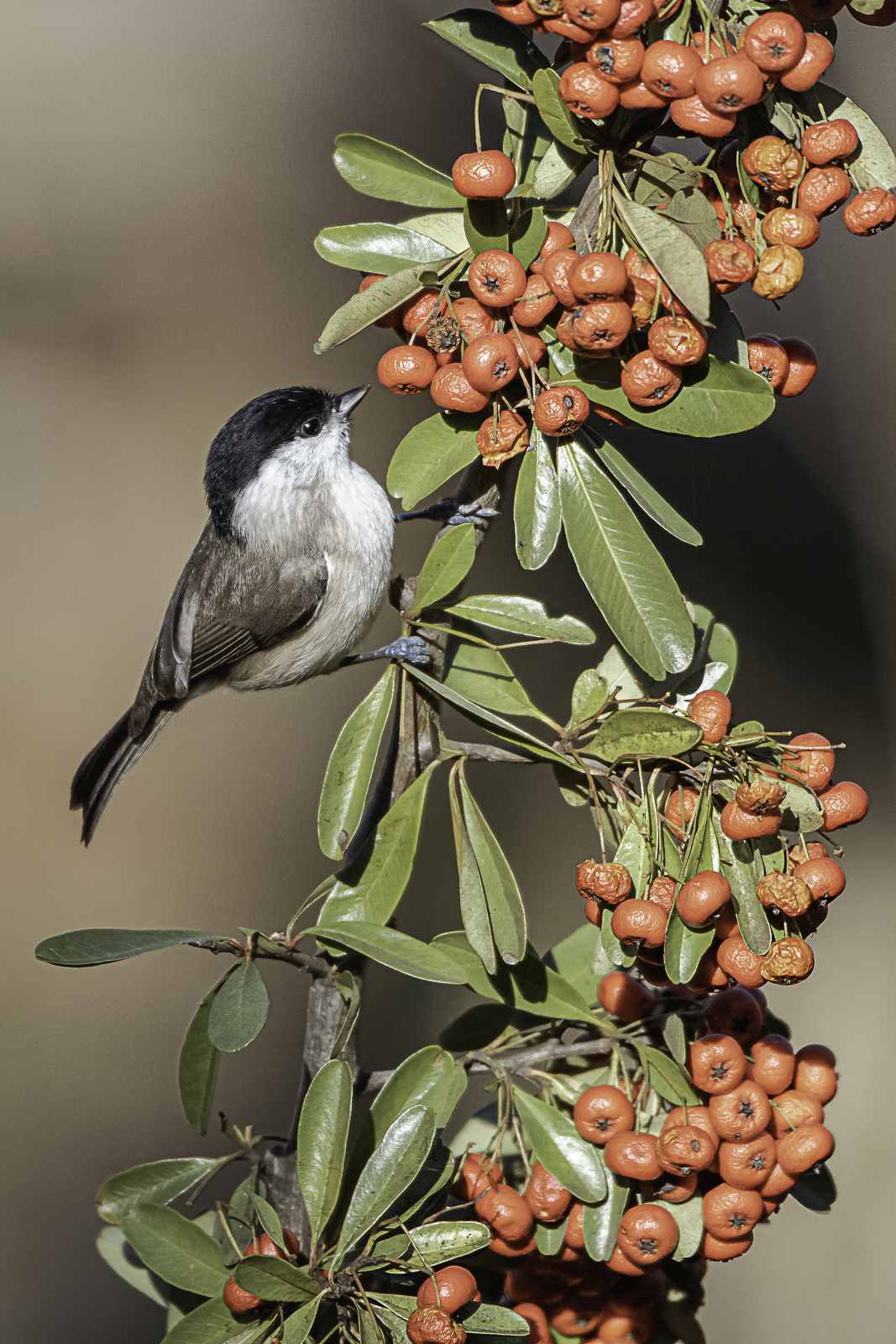 Bacche rose per la bigia