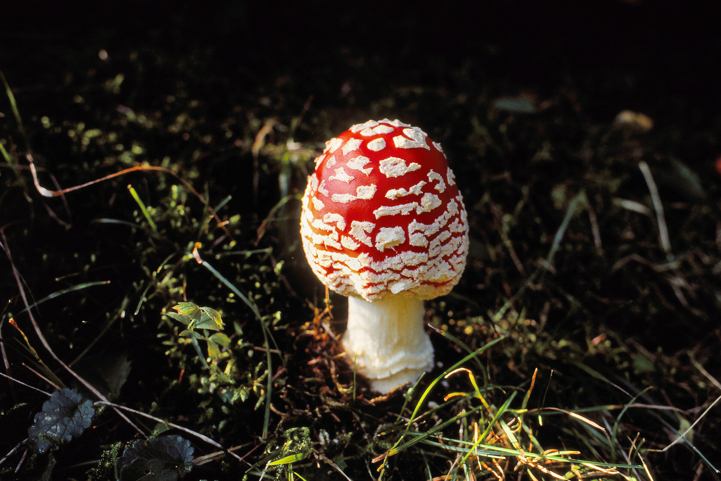 Amanita muscaria