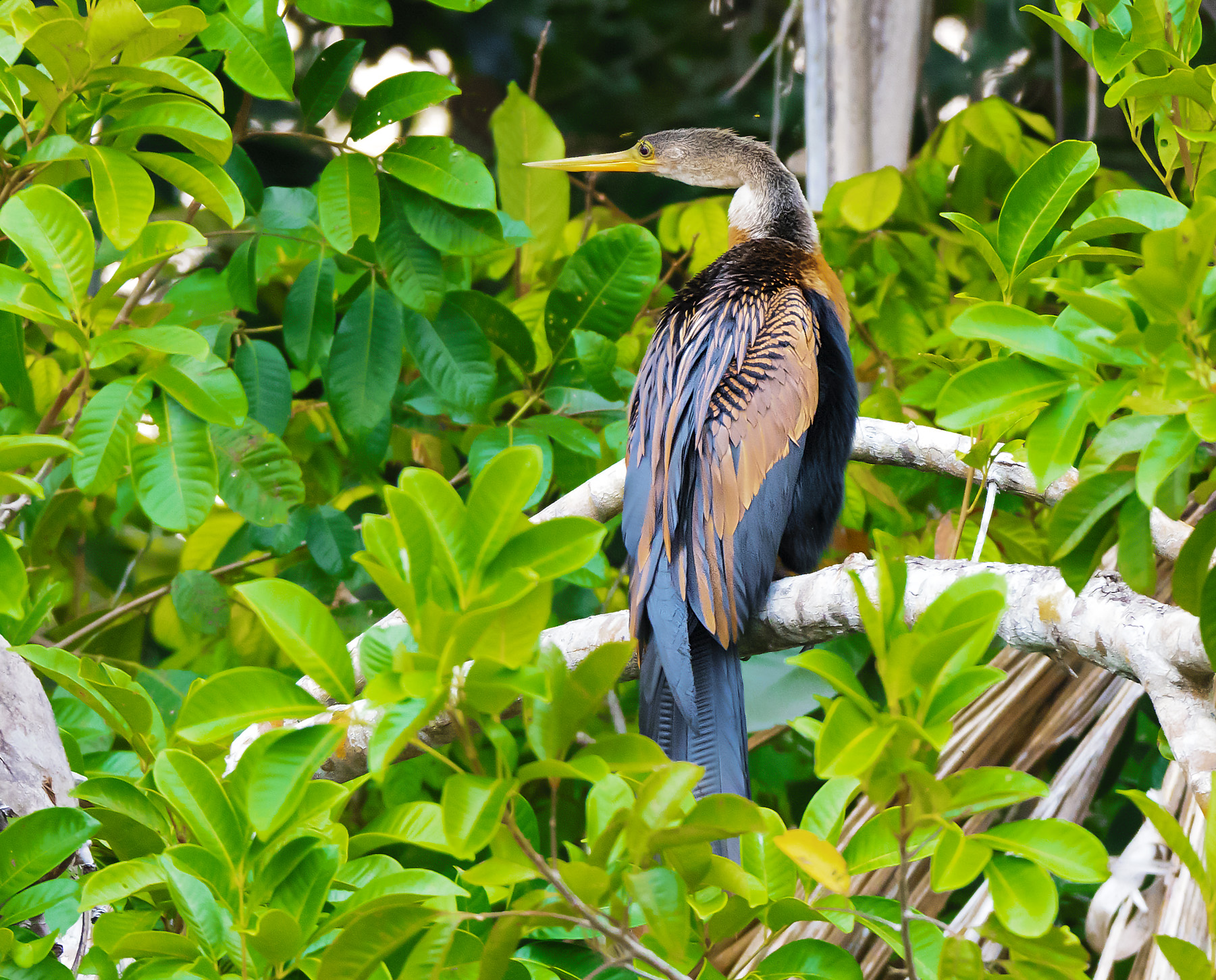 Anhinga (Anhinga anhinga)