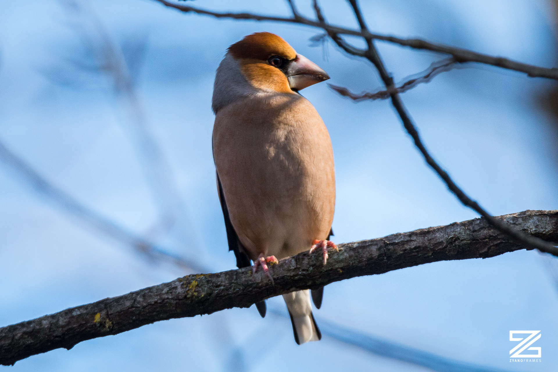 Frosone, Oasi di Alviano 2019