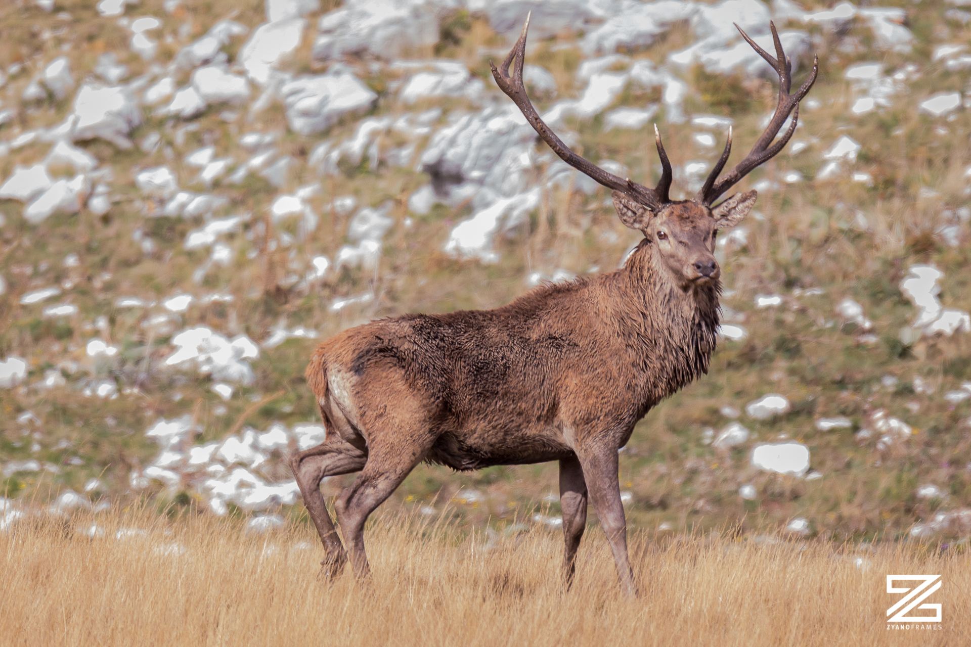 Cervo Nobile, Stagione dei Bramiti Abruzzo 2019