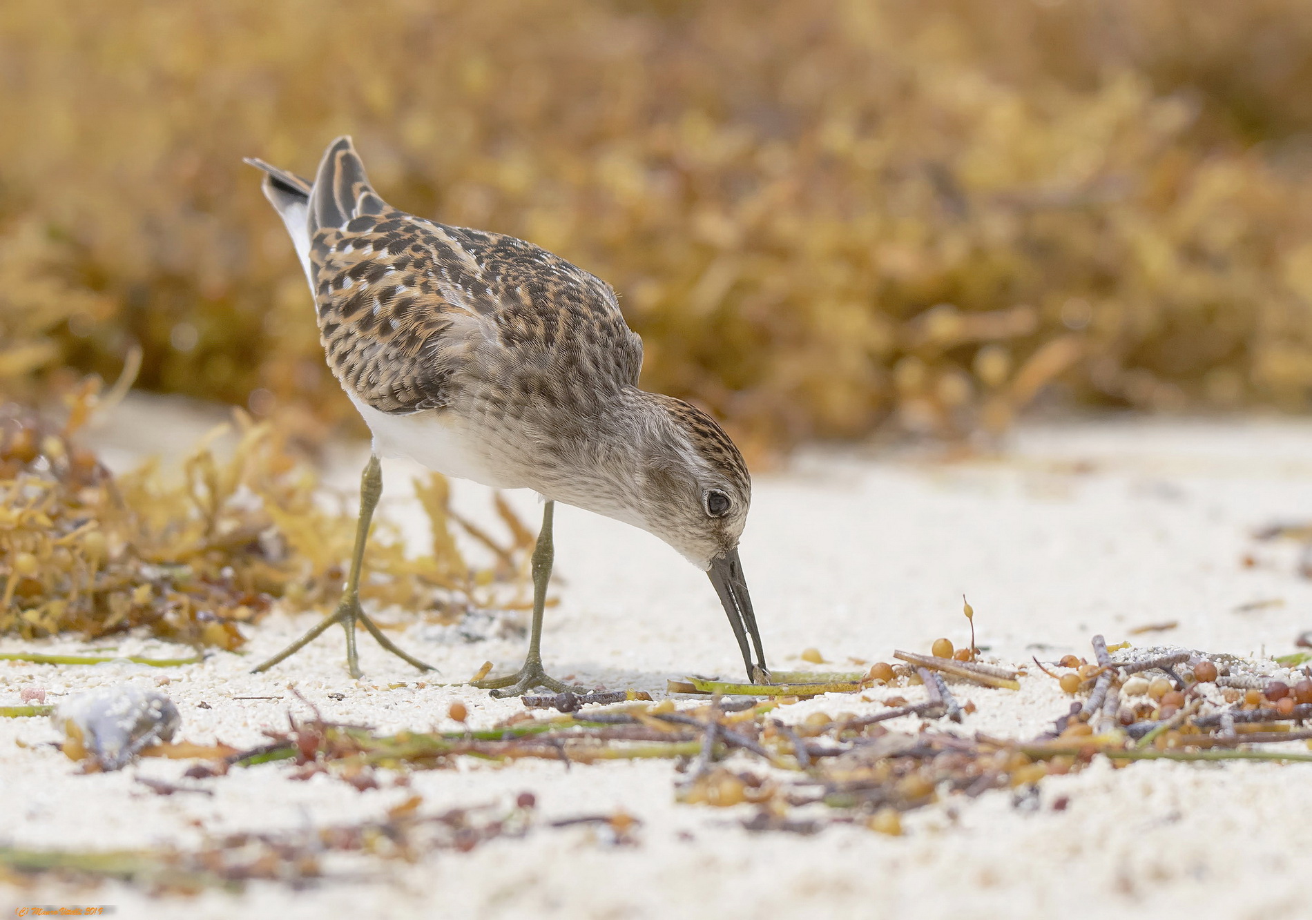 American Gambechhio (Calidris minute)