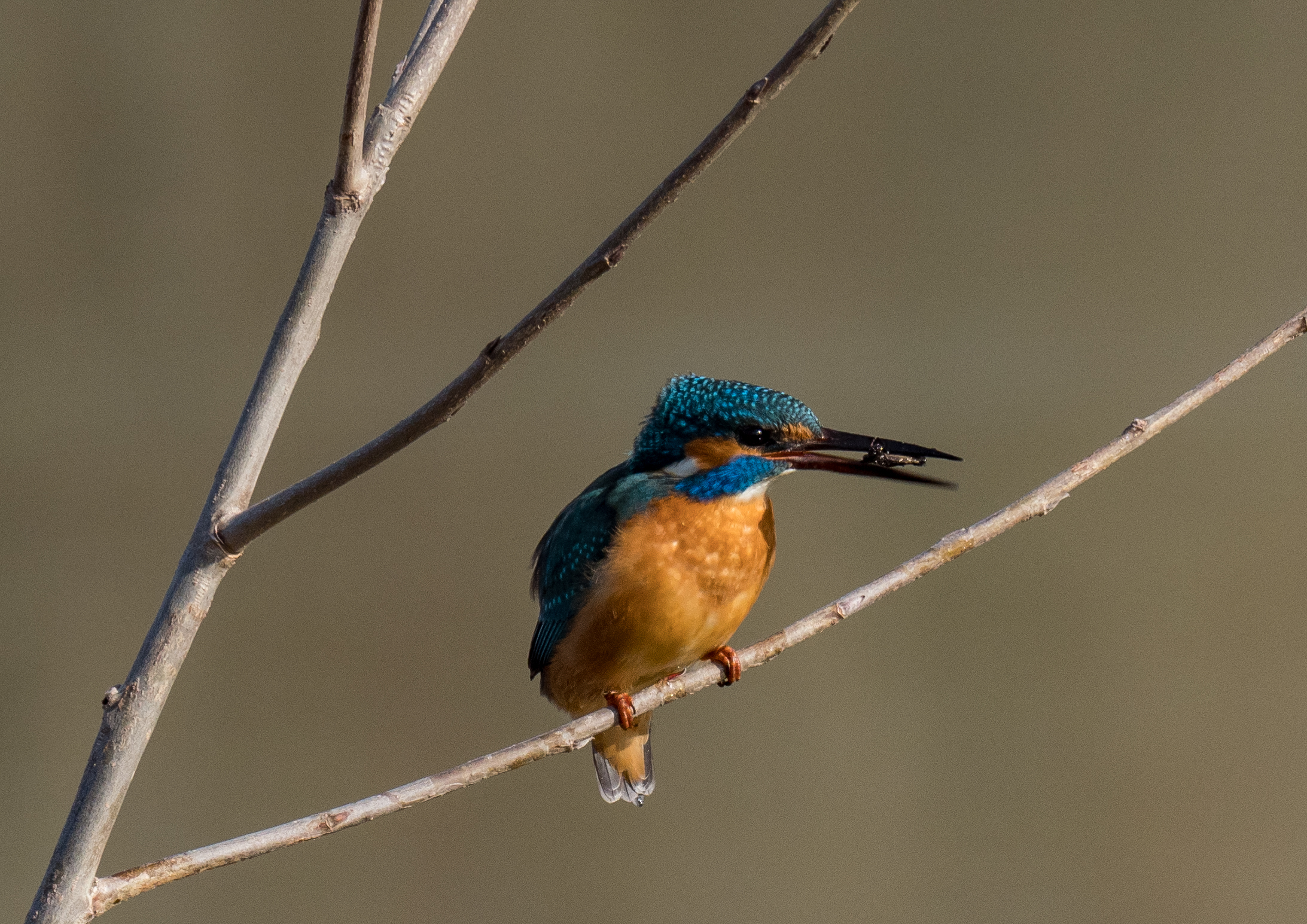 Martin pescatore (Alcedo atthis)