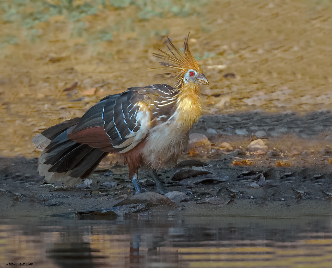 Hoatzin (Opisthocomus hoazin) Amazonia, Peru