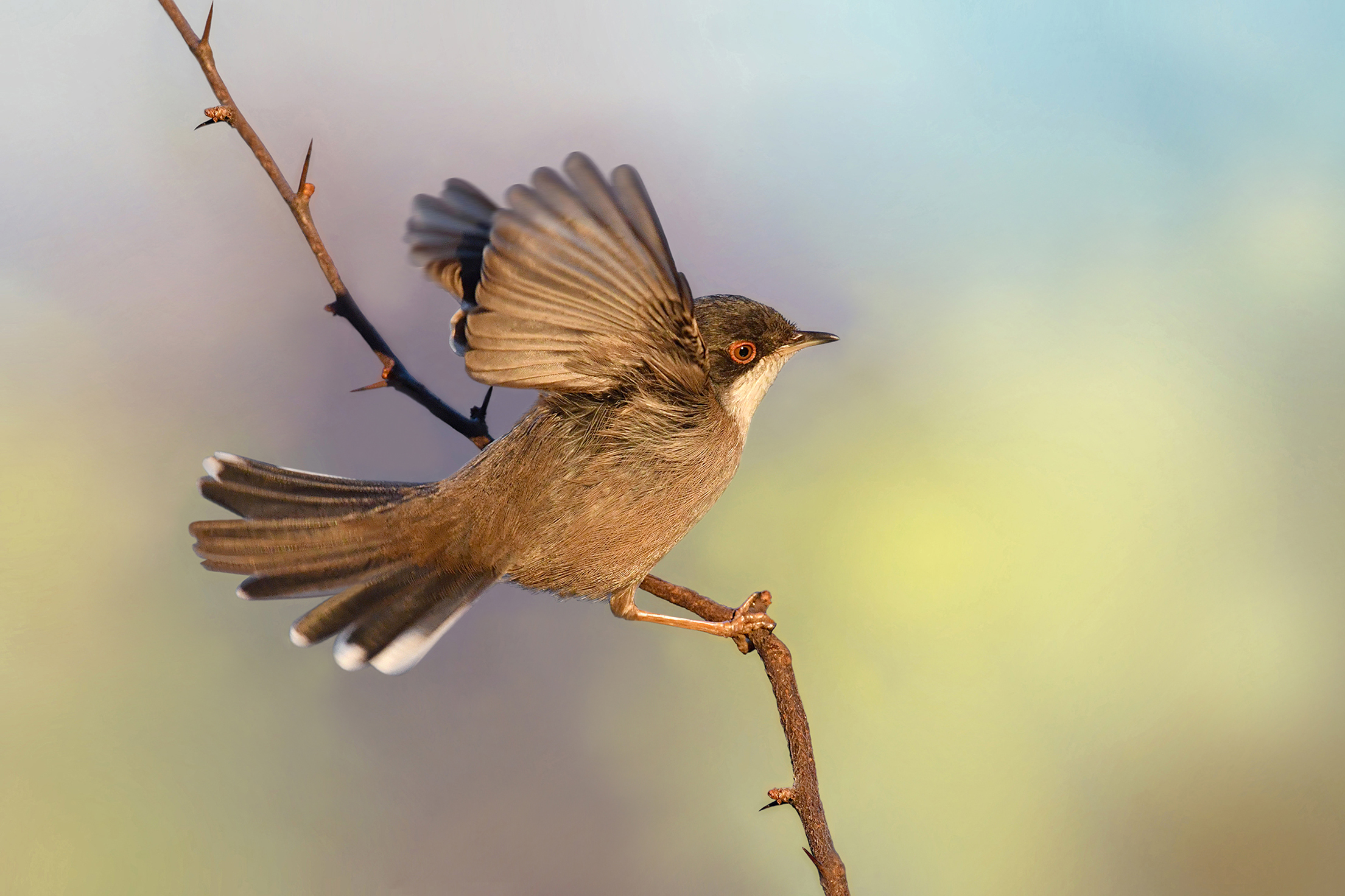 Storie di piume   2    ( Occhiocotto F.)