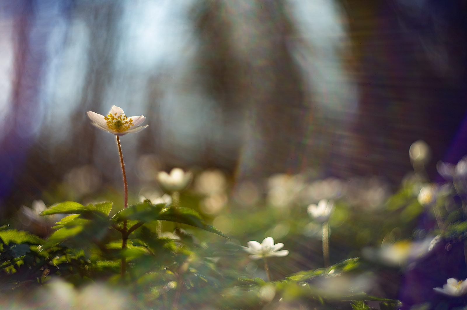 Anemone nemorosa