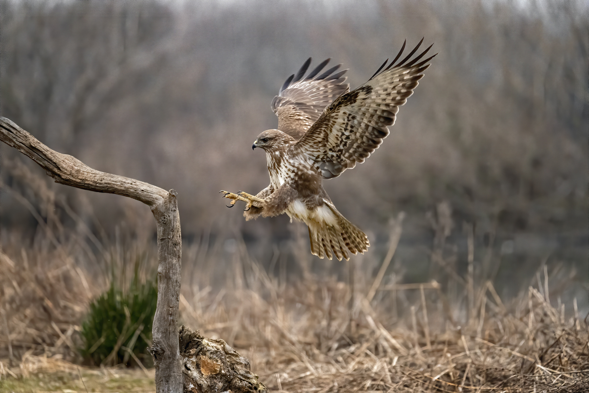 Claws in plain sight