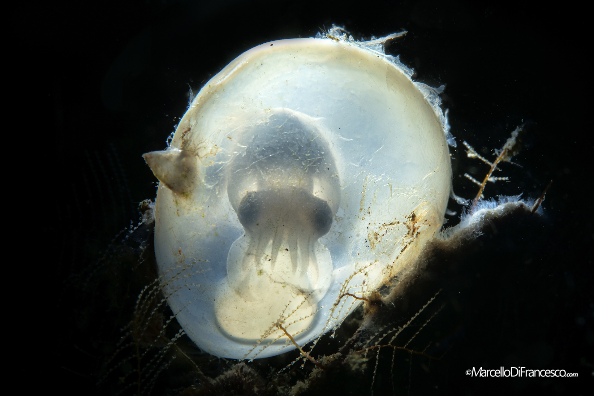 The Pirate David Jones