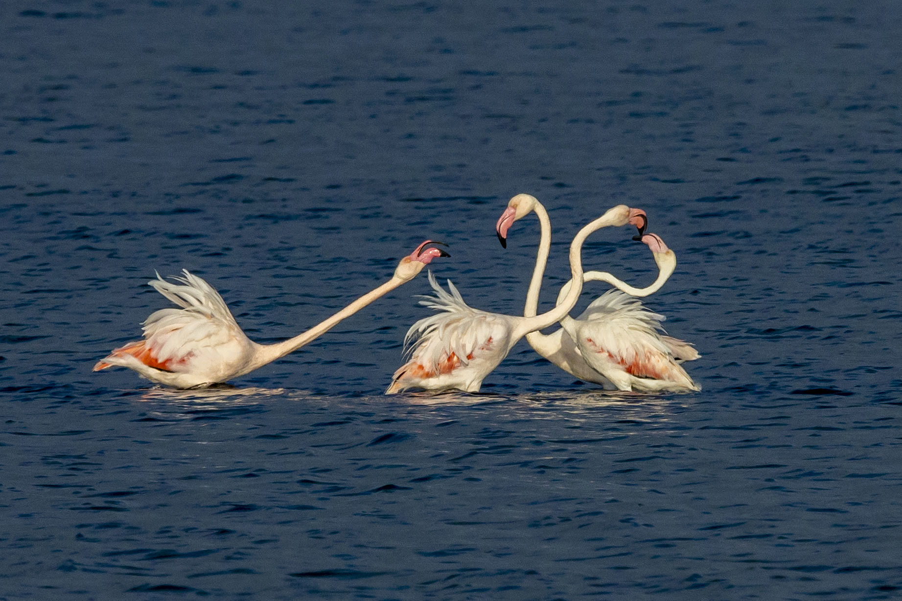 animata discussione fra fenicotteri