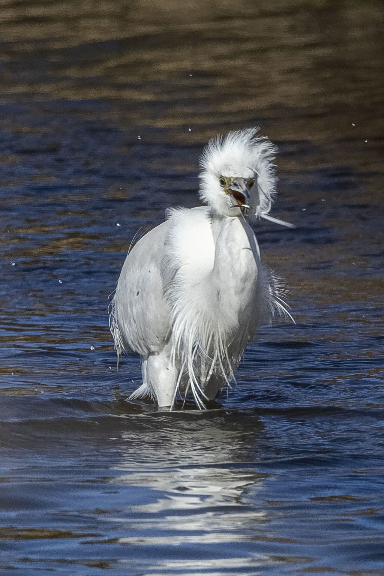 garzetta a caccia alle saline di Trapani