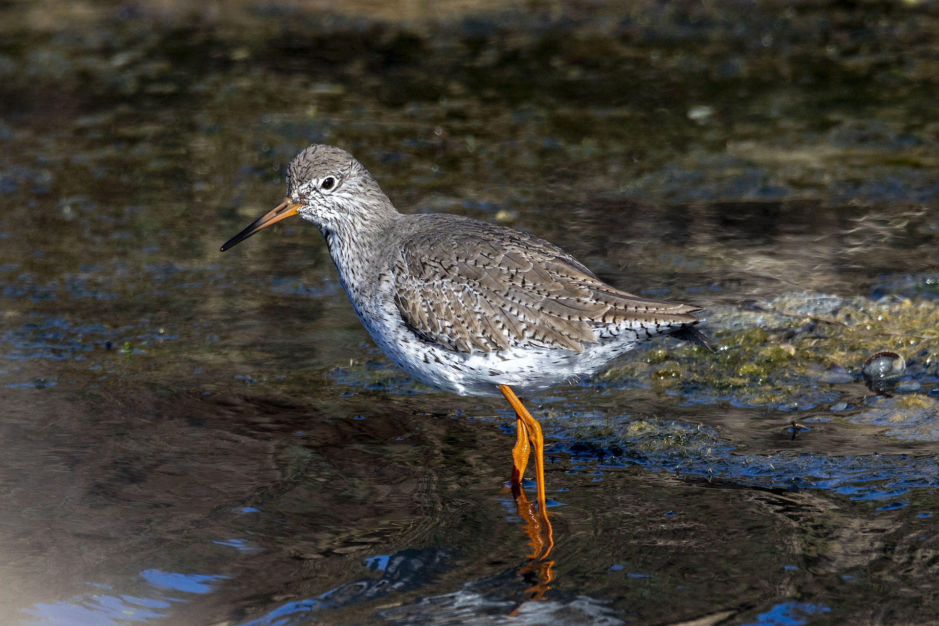 pettegola alle saline di Trapani