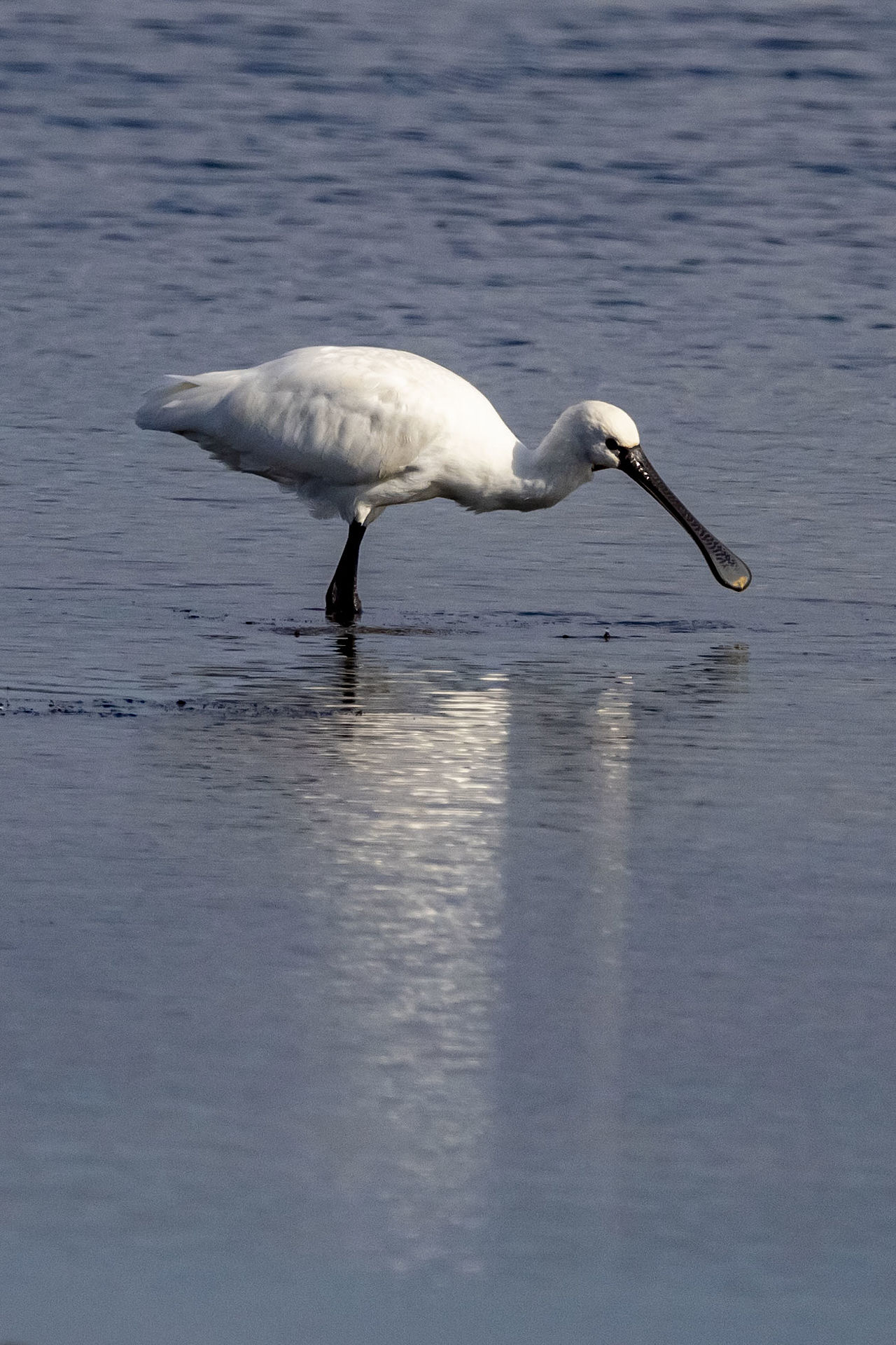 spatola bianca alle saline