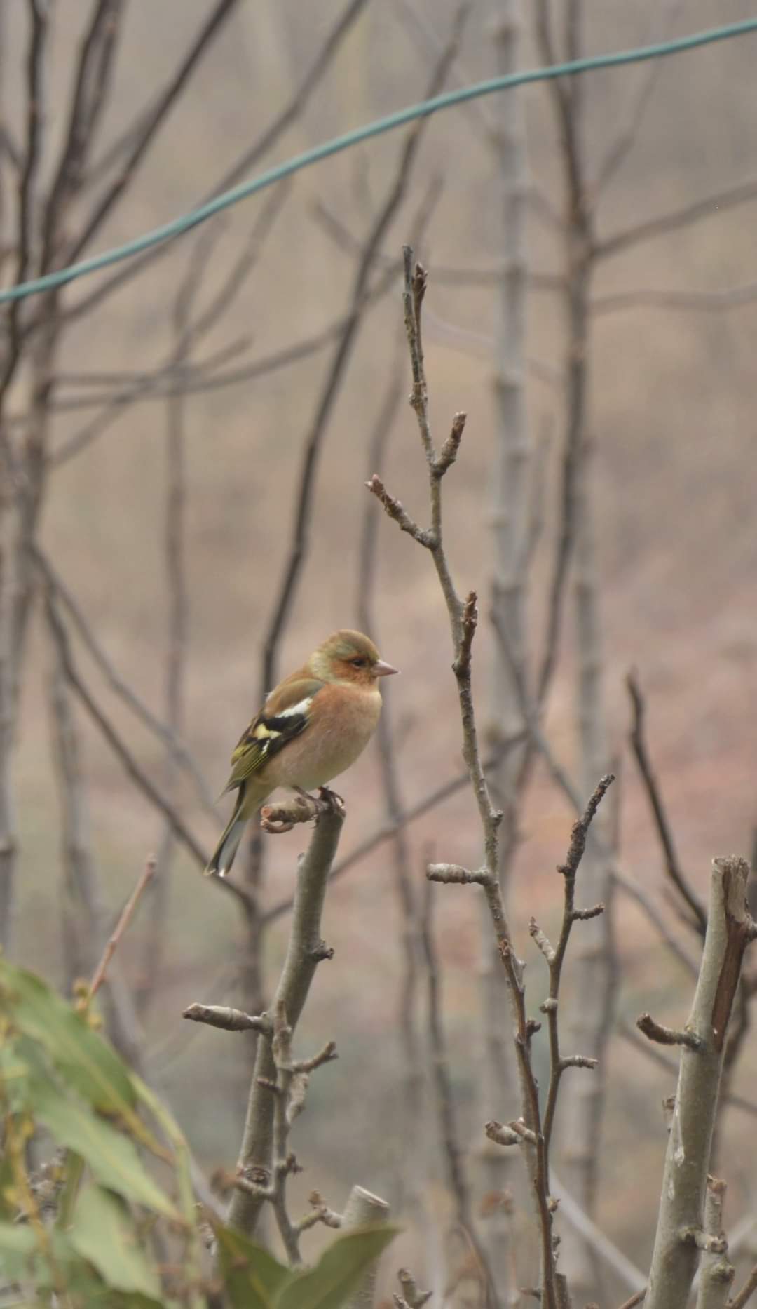 Fringuello solitario