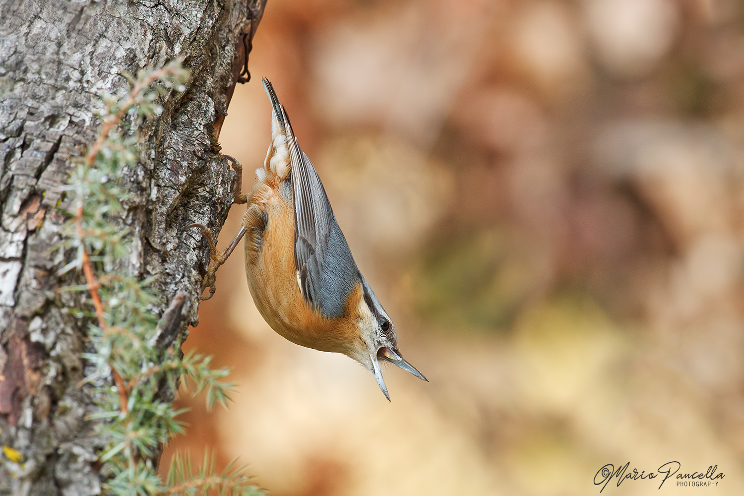 Mason woodpecker (European sled)