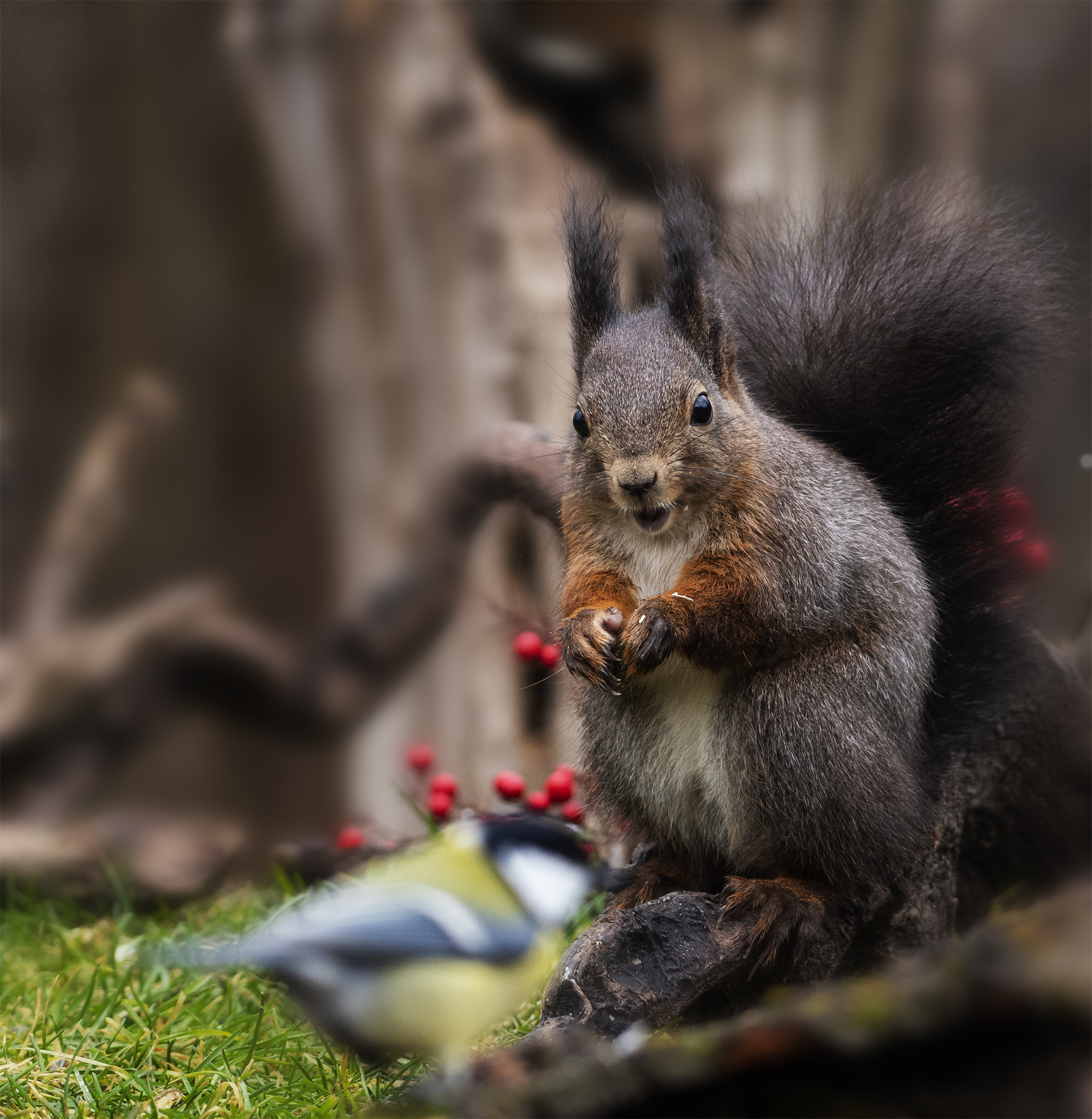 Mi e' sembrato di vedere una cincia.