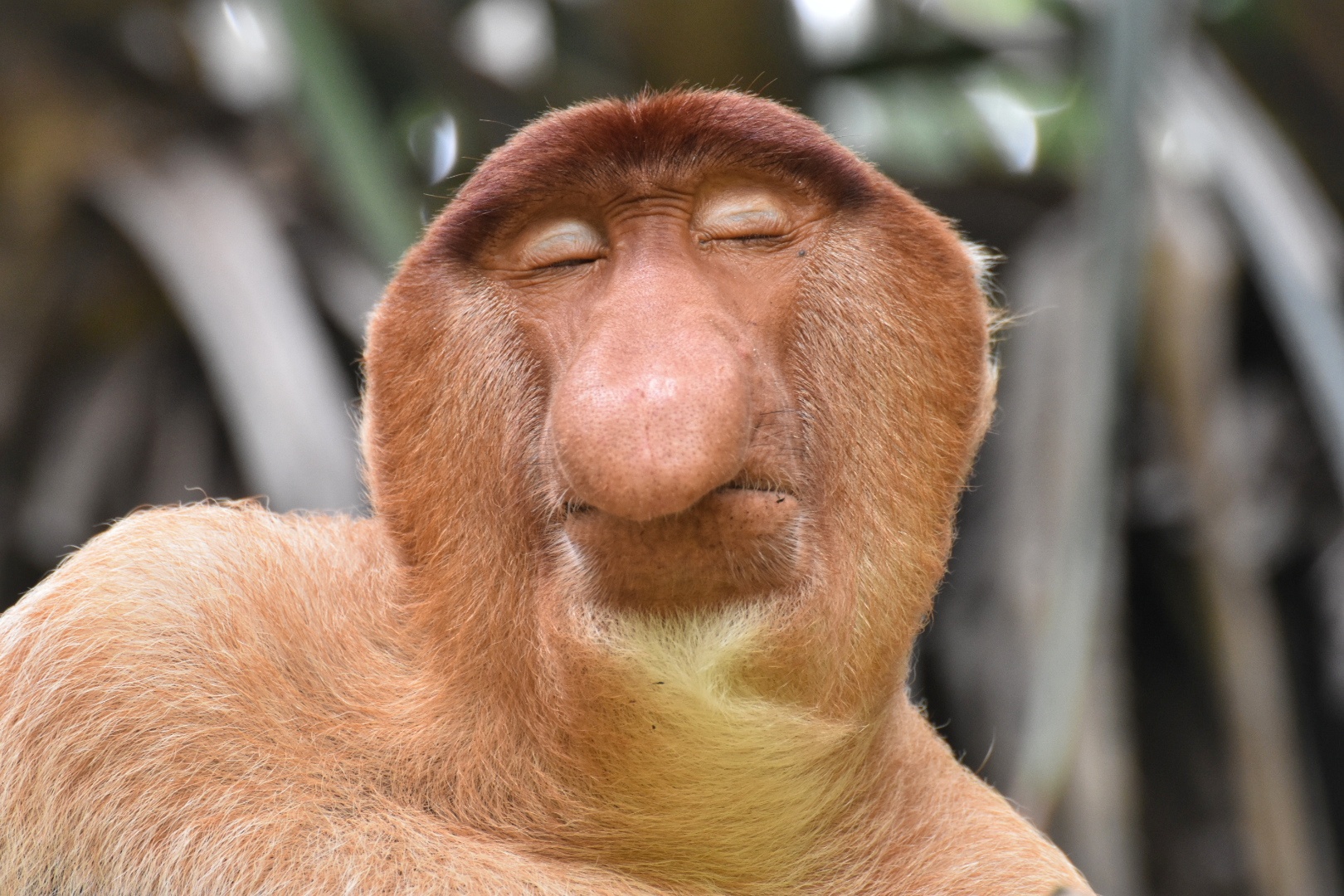 Good night - Bako National Park, Malaysia