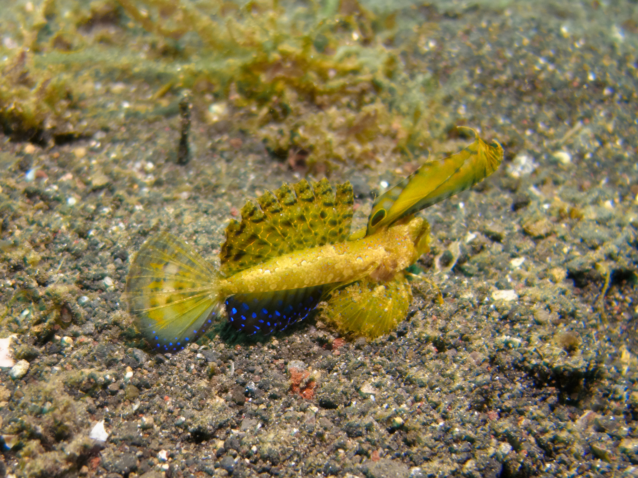 Yellow shrimp ghizzo