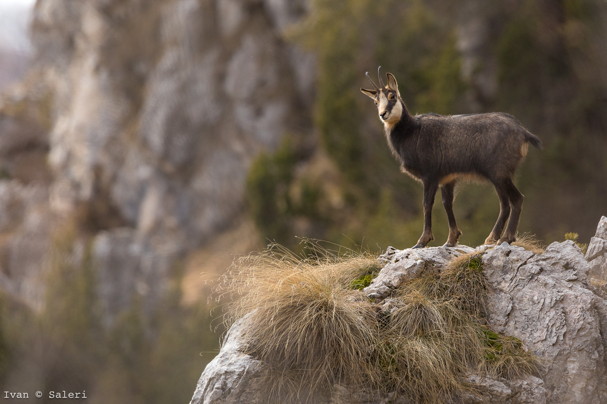 Camoscio