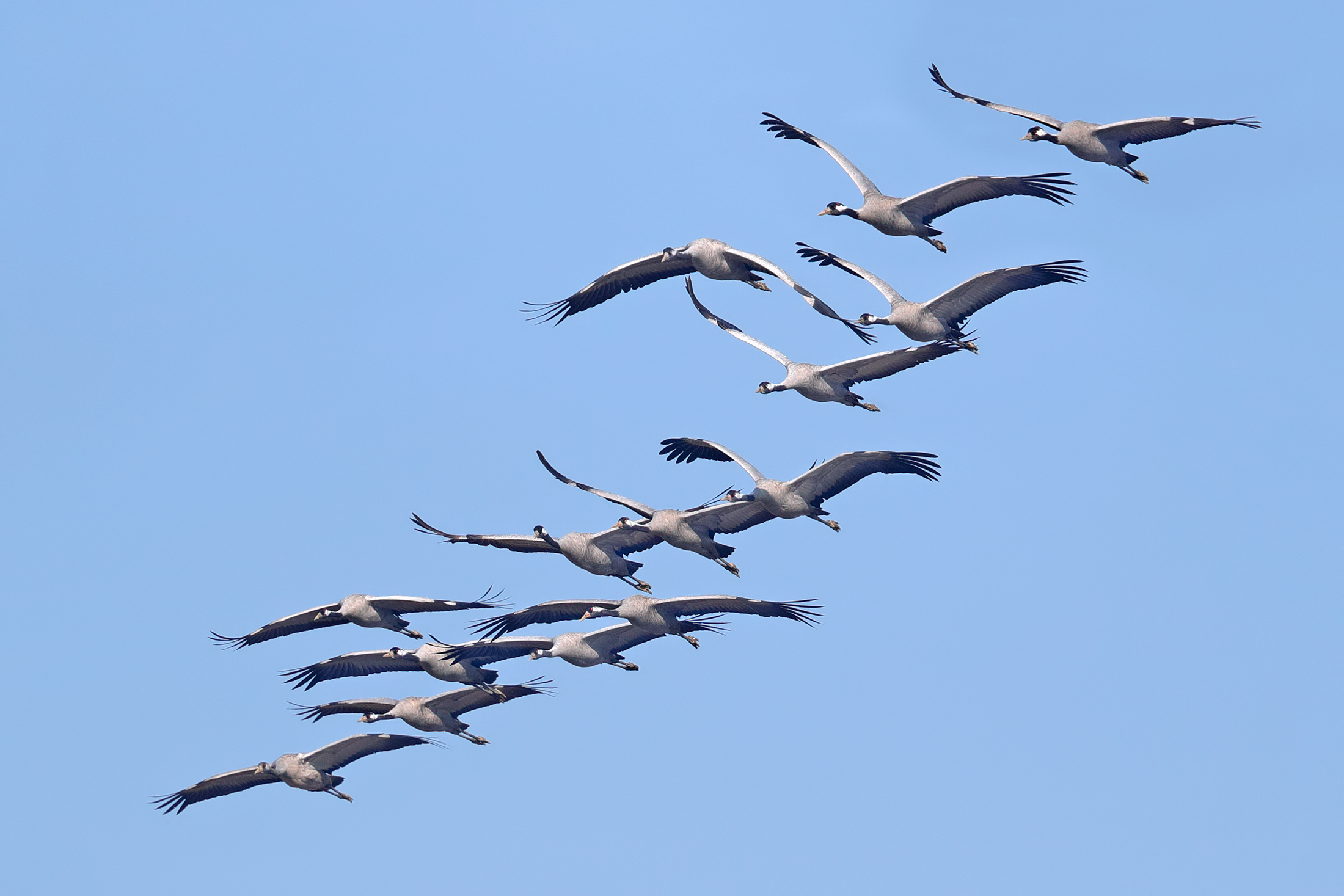 La magia del volo delle gru