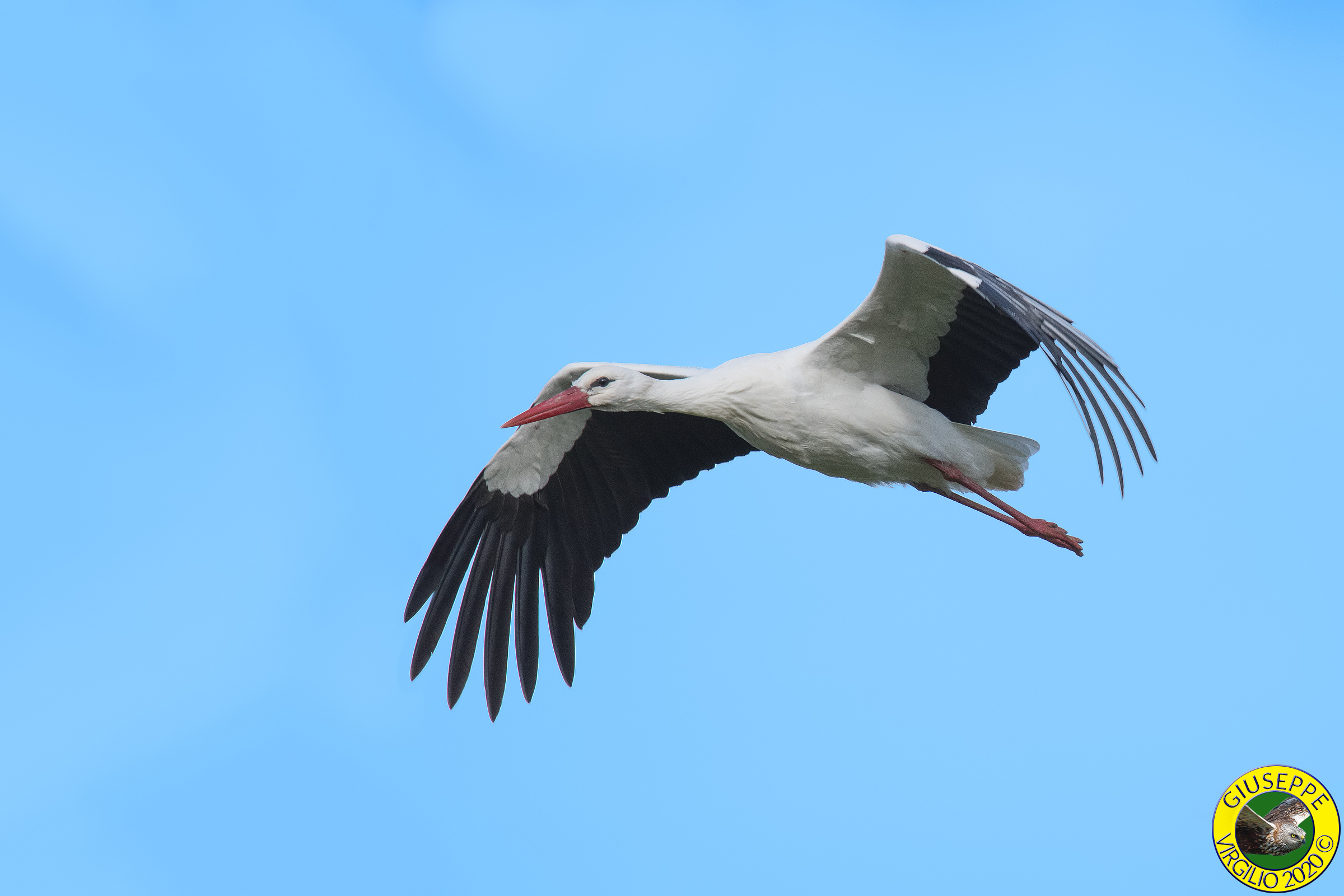 Cicogna Bianca  - Ciconia ciconia (Sardegna ) 2020