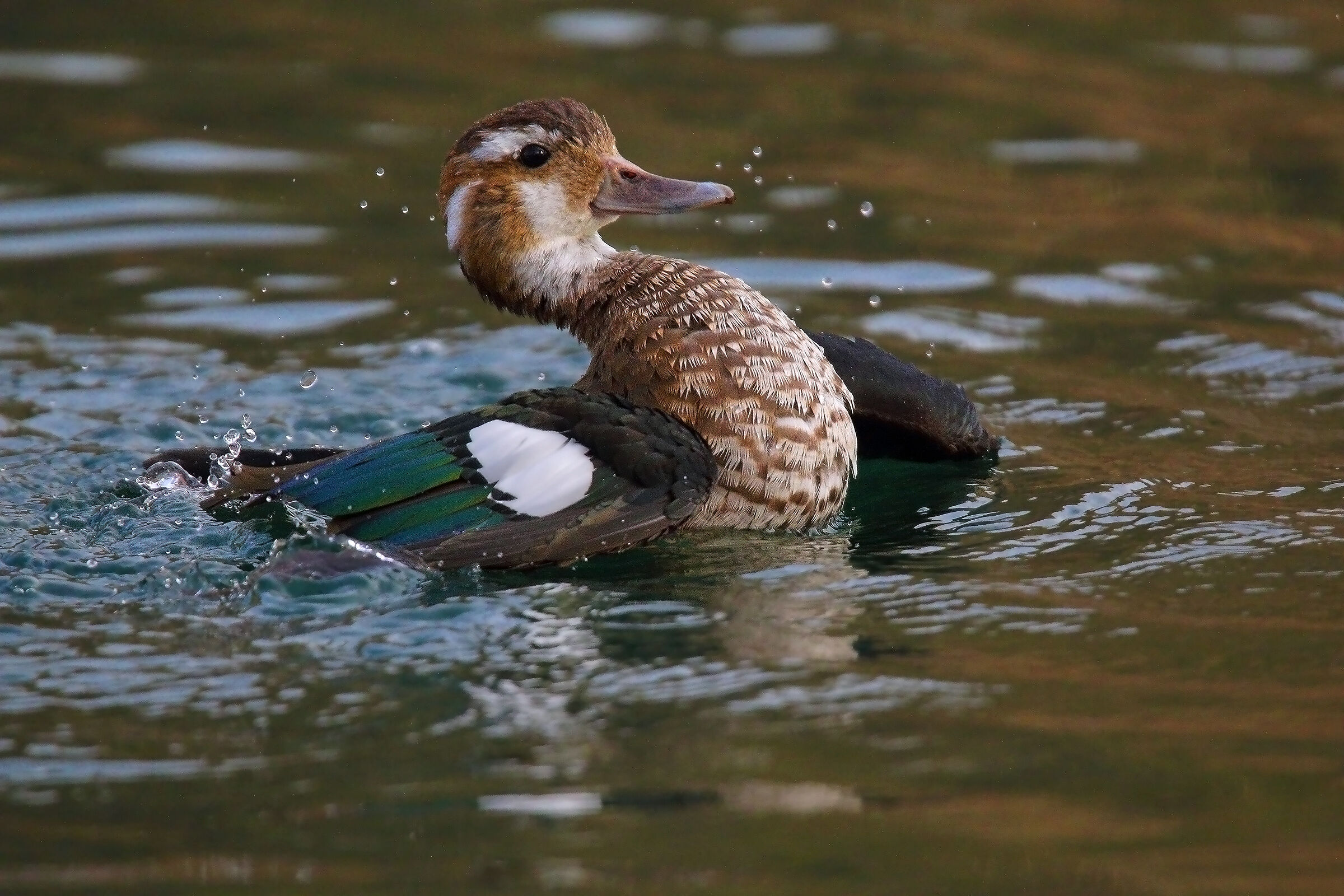 Brazilian rise-lift1