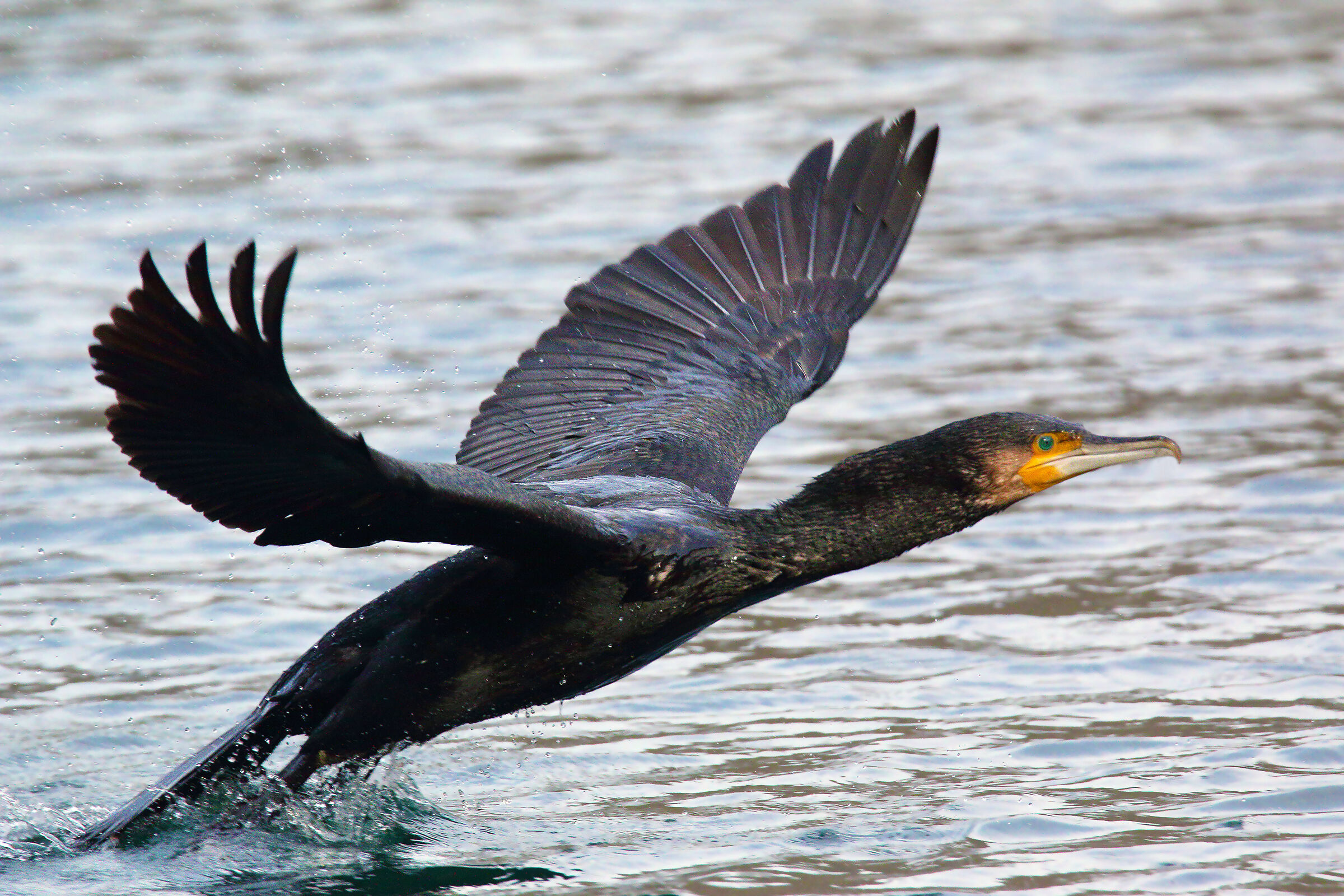 Cormorant