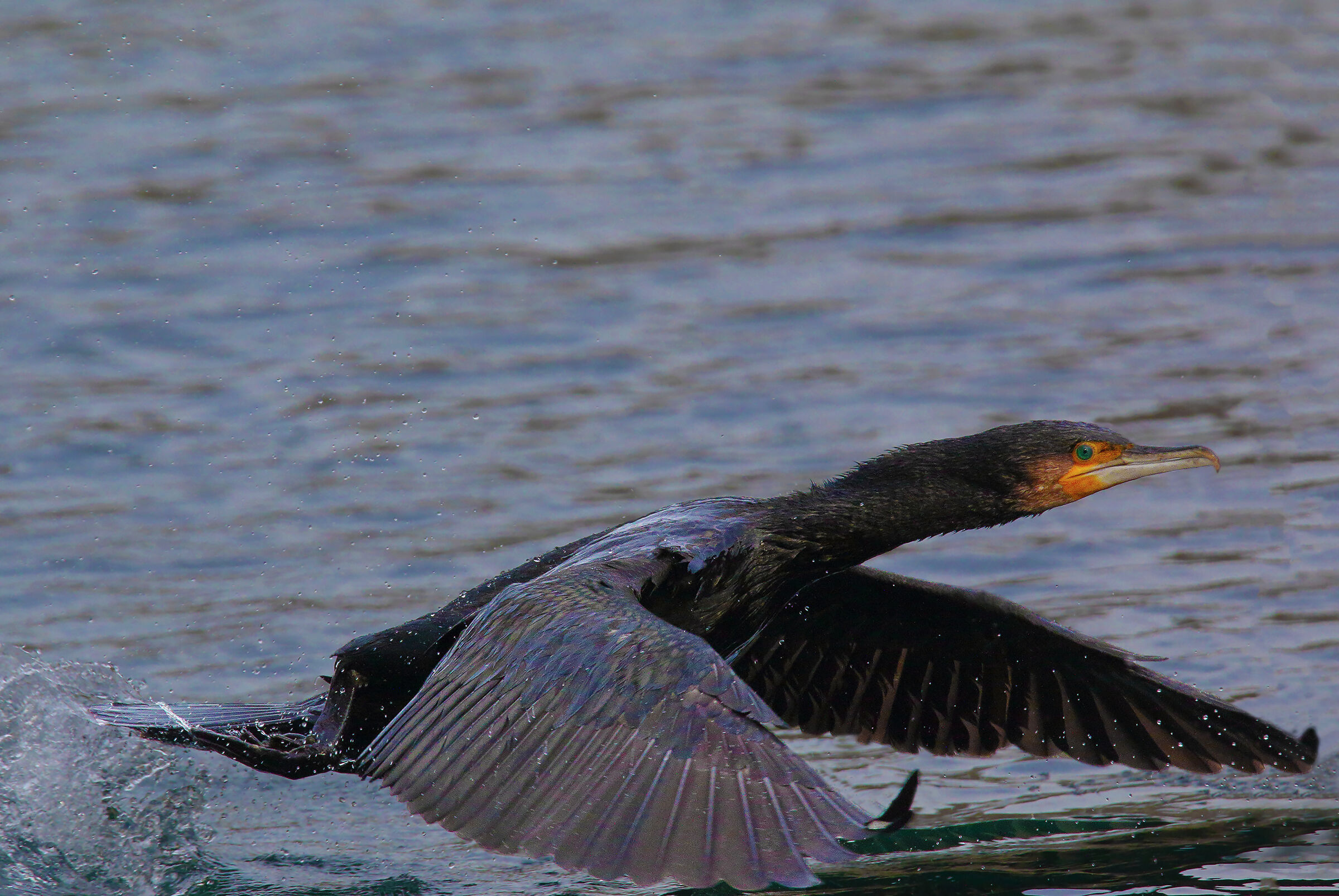 cormorant the flight