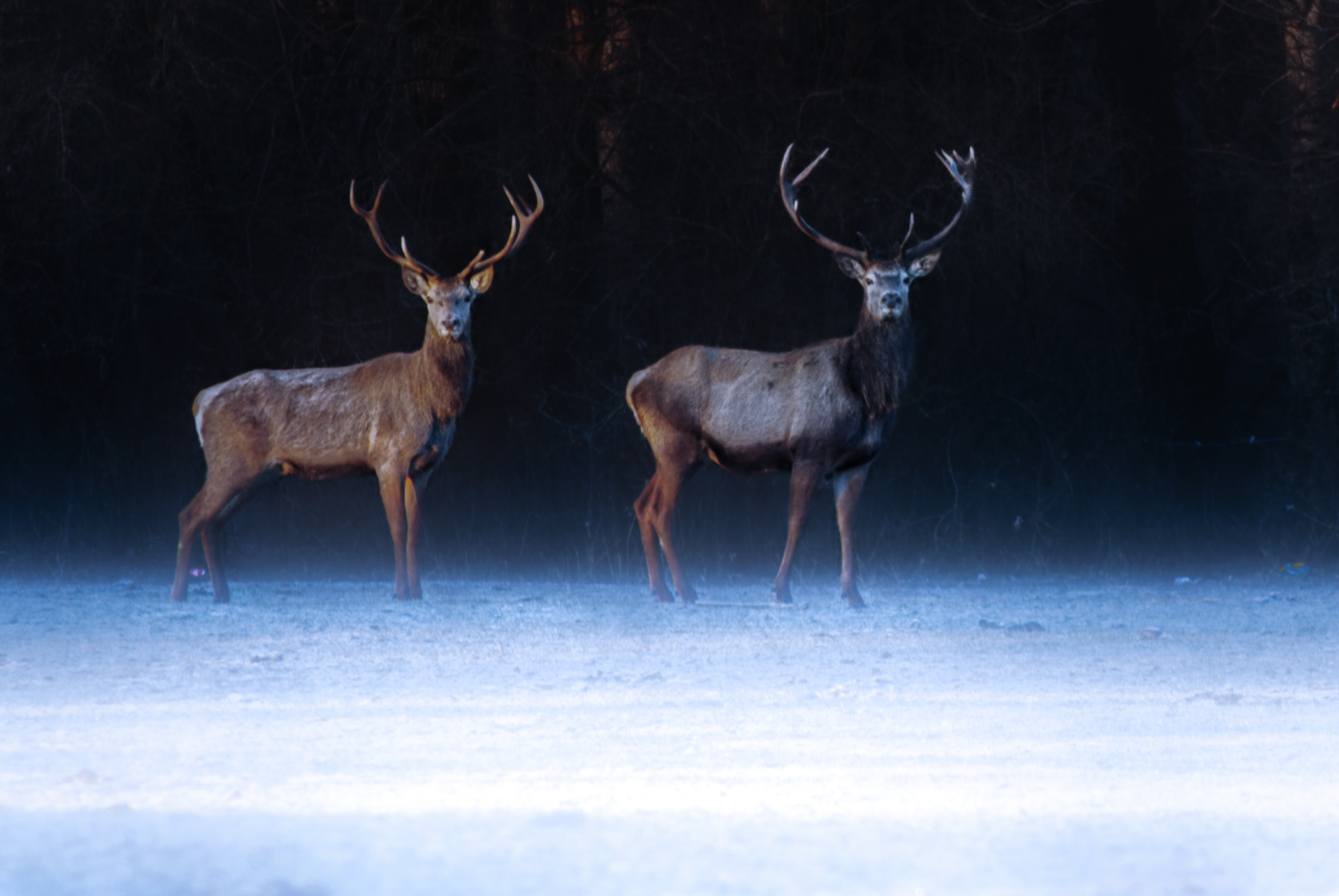 Alle prime luci dell'alba