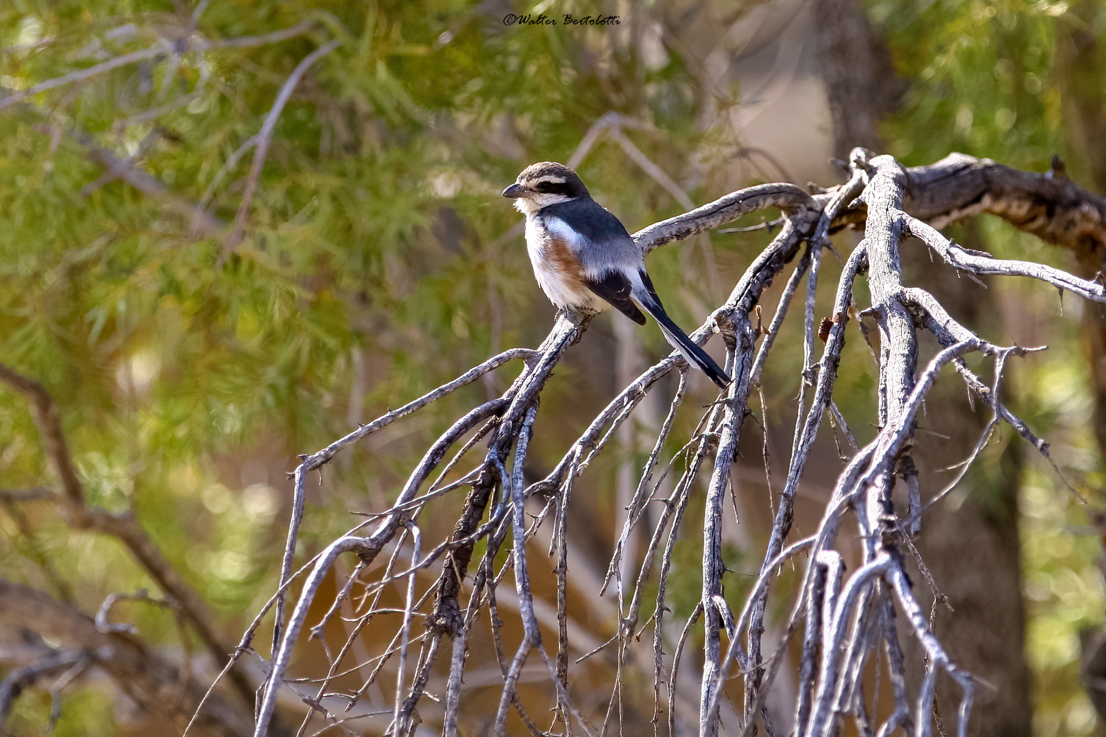 brubru - nilaus afer