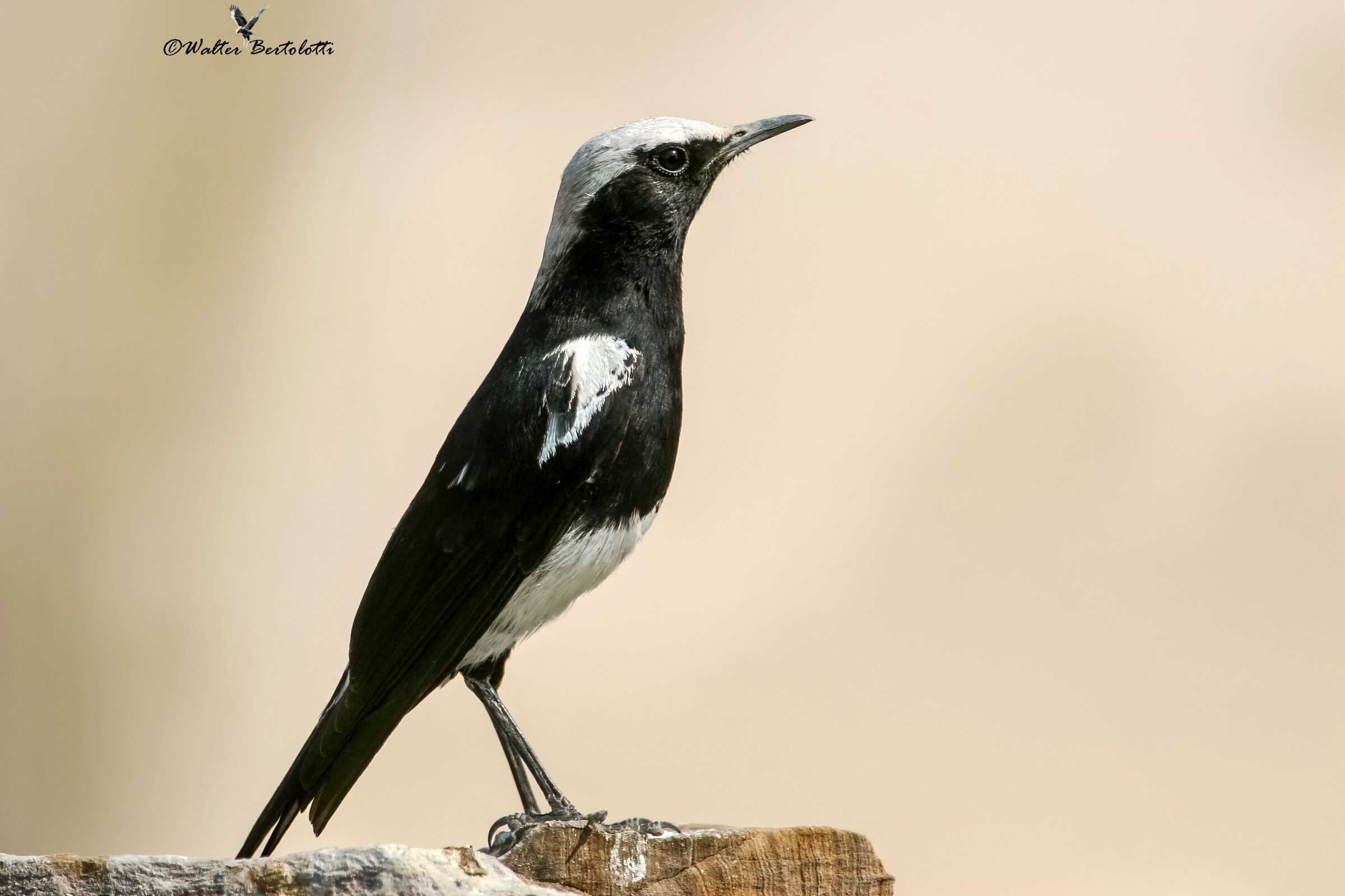 mountain chat-Oenanthe monticola