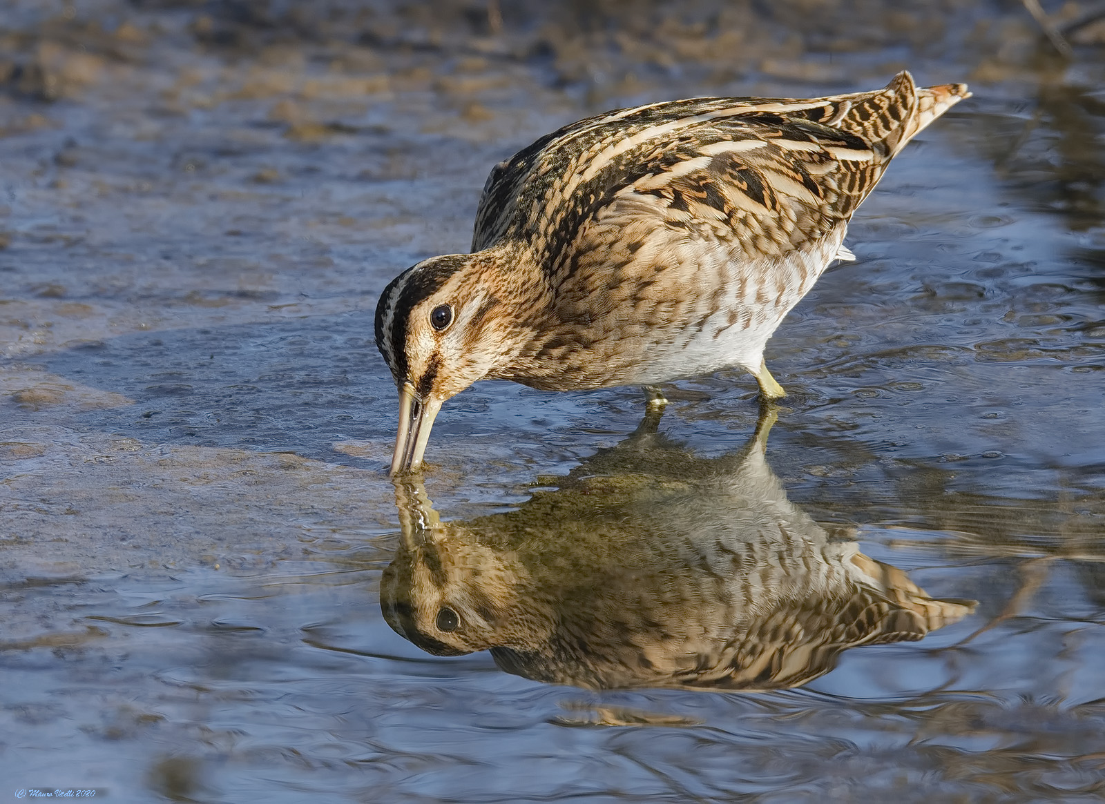 Snipe (Gallinago Gallinago)