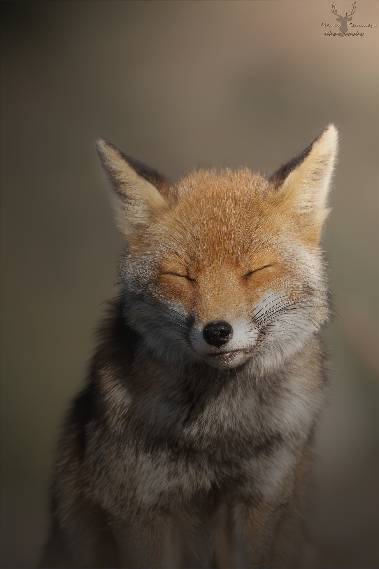 Il magico mondo della volpe