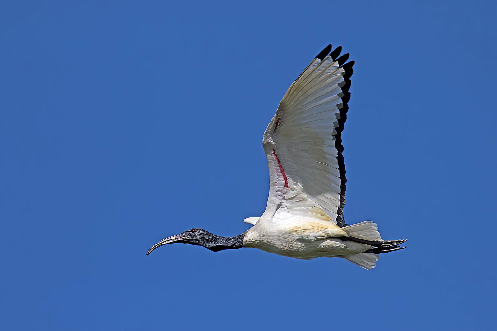 Ibis sacro - Threskiornis aethiopicus -