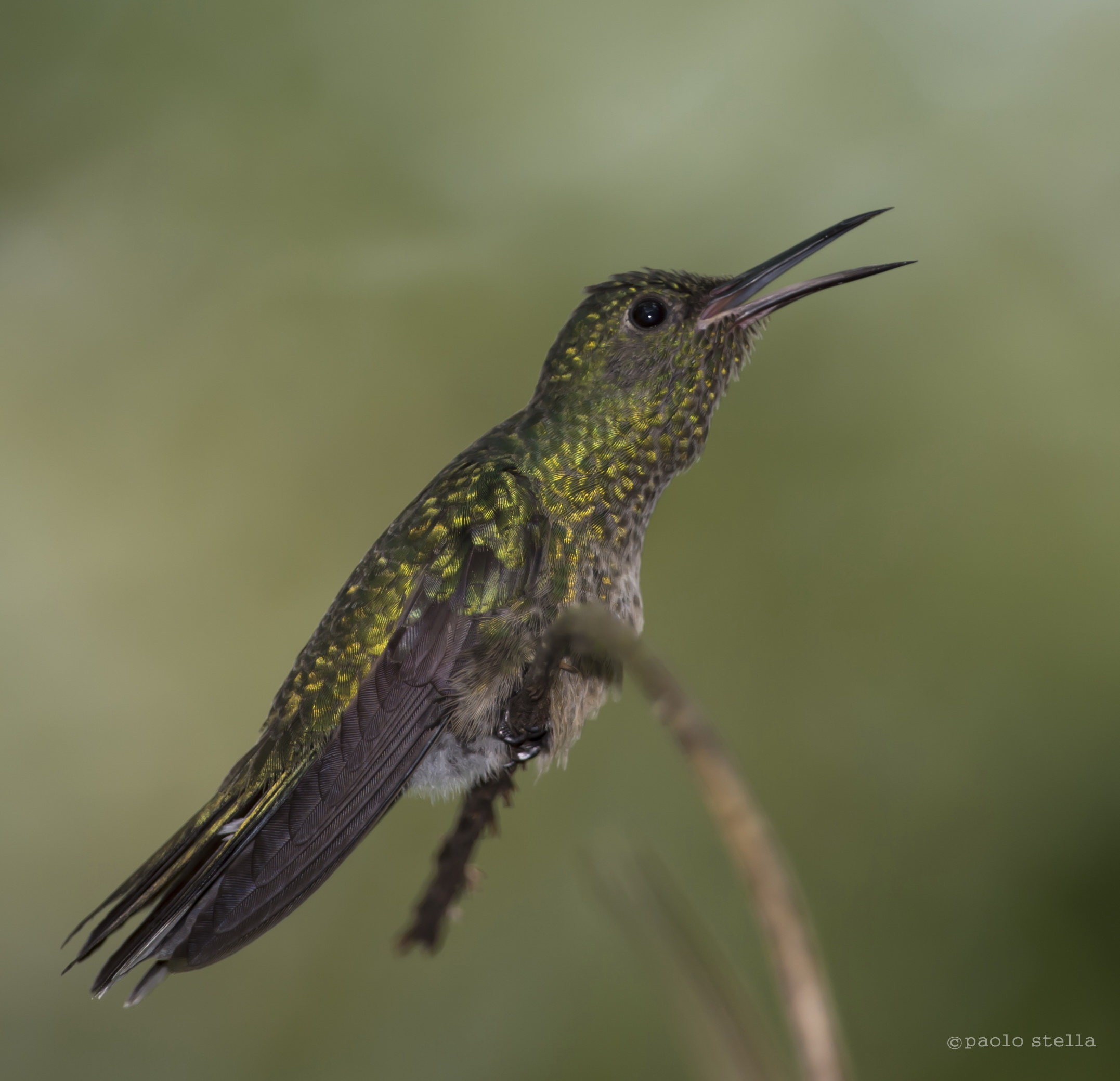 Stripe-tailed Hummingbird