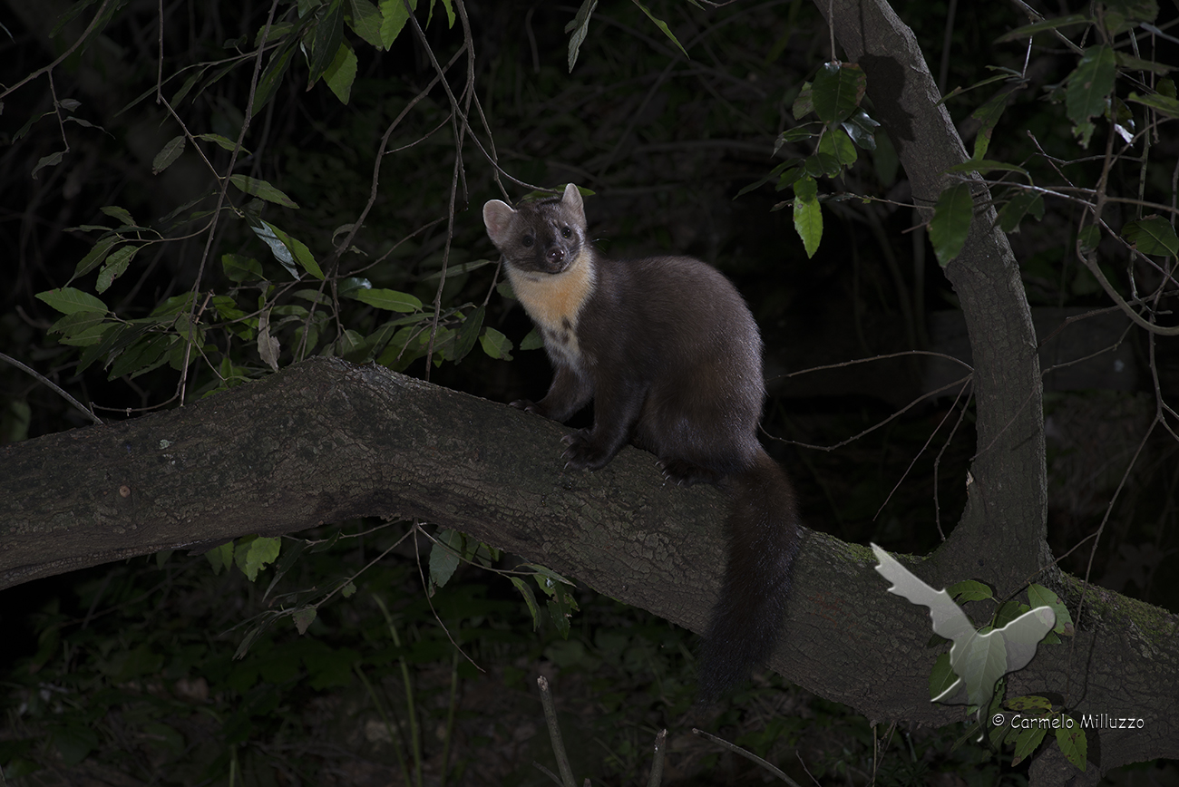 Martora nel bosco _Martes martes_